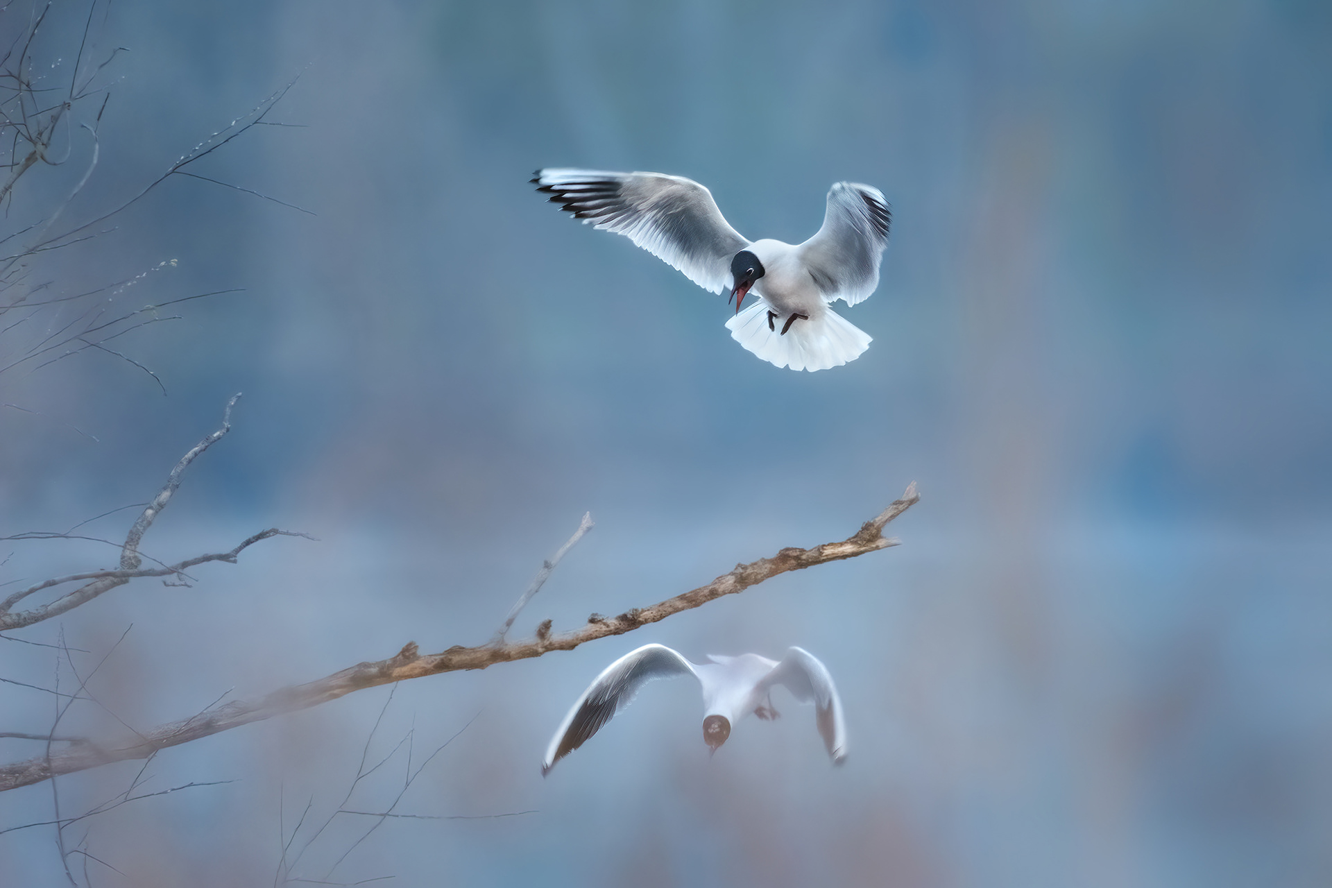 One Landing, One Taking Off - Two Black-headed Gulls in Flight