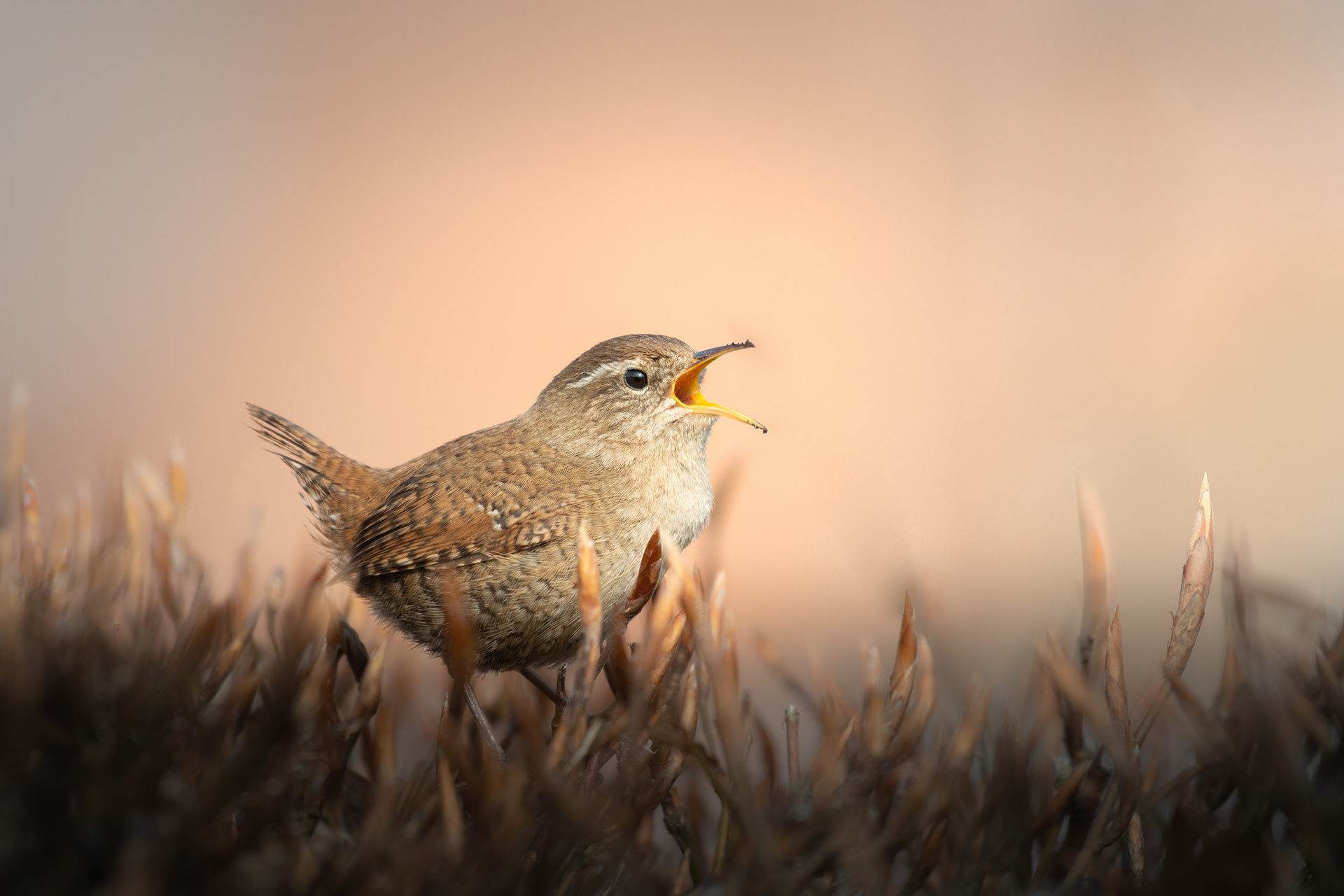 A Voice Too Big for Its Body - Eurasian Wren Singing from the Top of a Beech Hedge