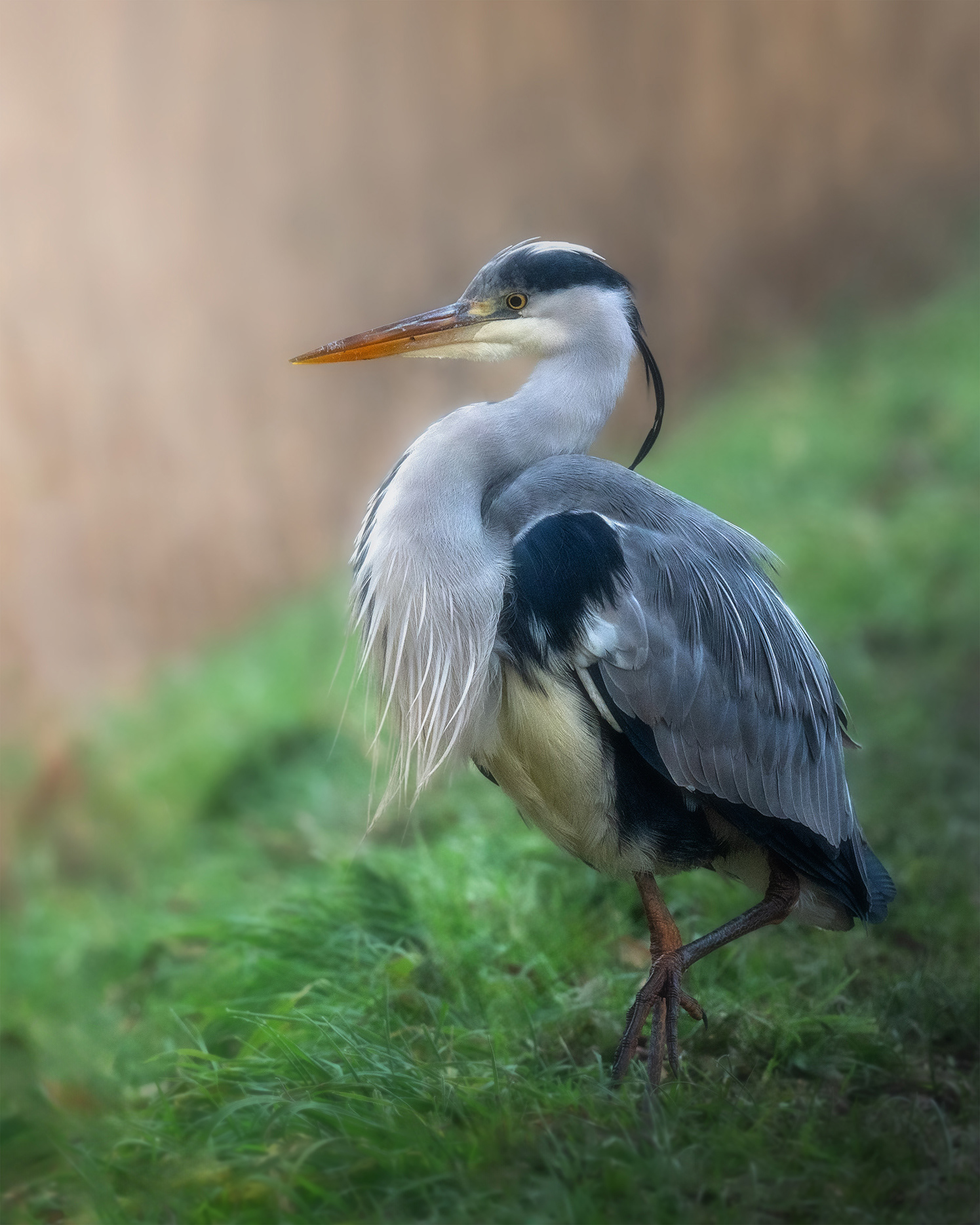 The Art of Waiting - Grey Heron at the Water's Edge