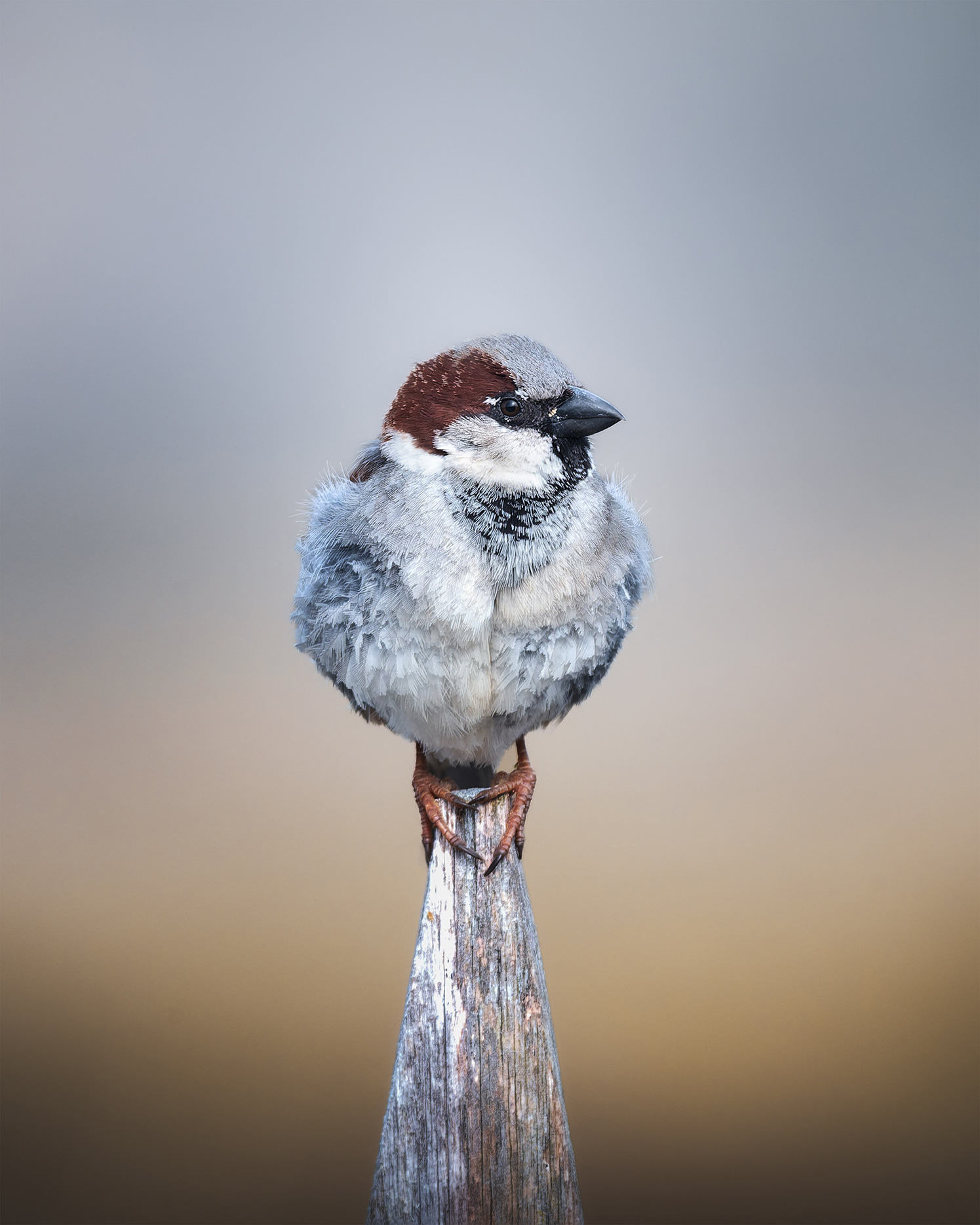 Found His Balance - House Sparrow Perfectly Perched on a Chestnut Fence Rail