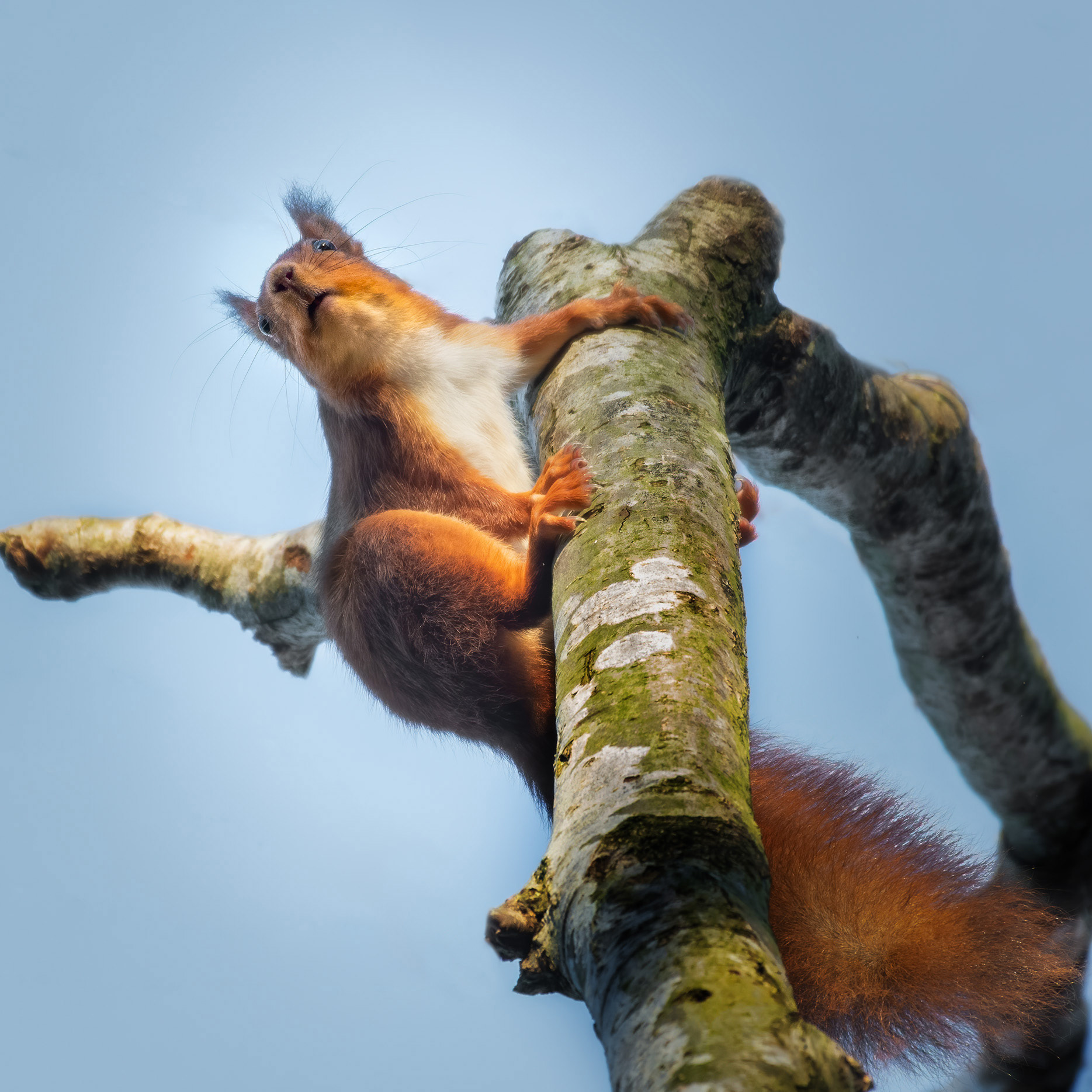 The Tail That Steers - Red Squirrel Clinging High in the Tree Canopy