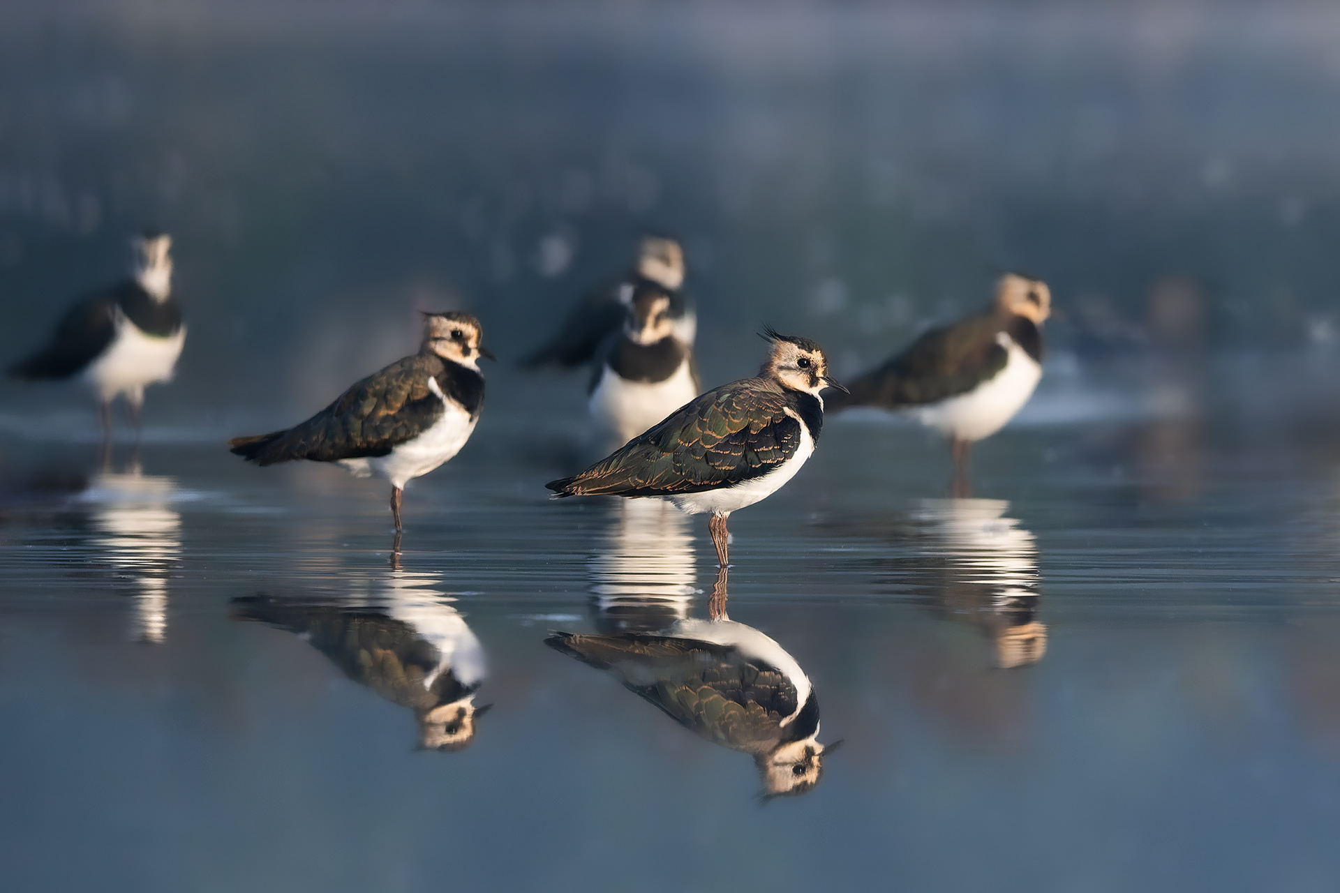 Mist Lifted: Lapwings Gathered in Warm Morning Light