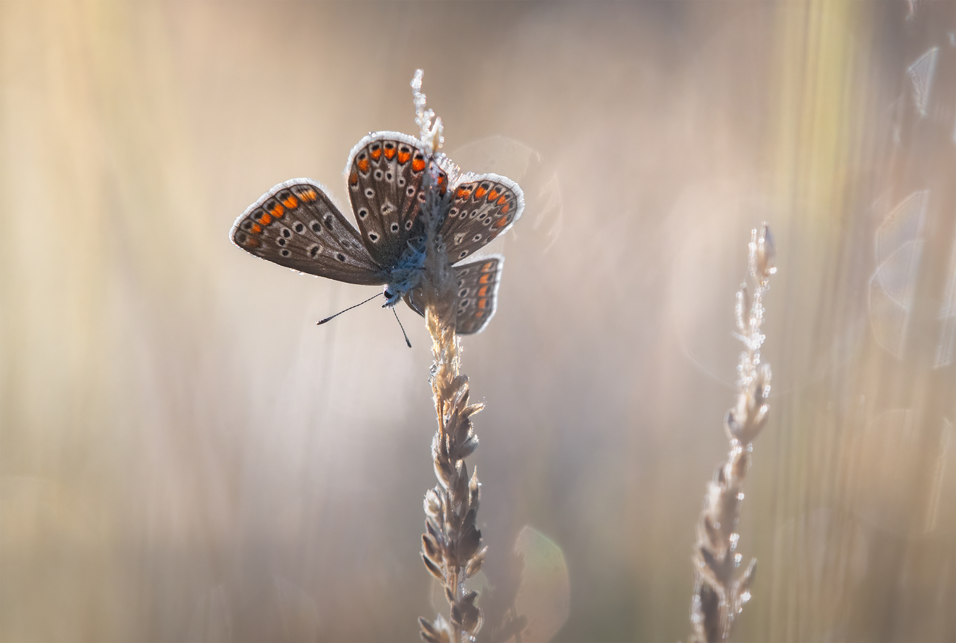 Upside Down and Open-Hearted - Common Blue Hanging from Grass