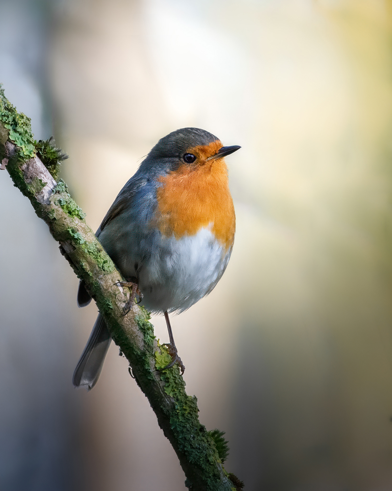  A Cute Appearance- Robin on a Branch