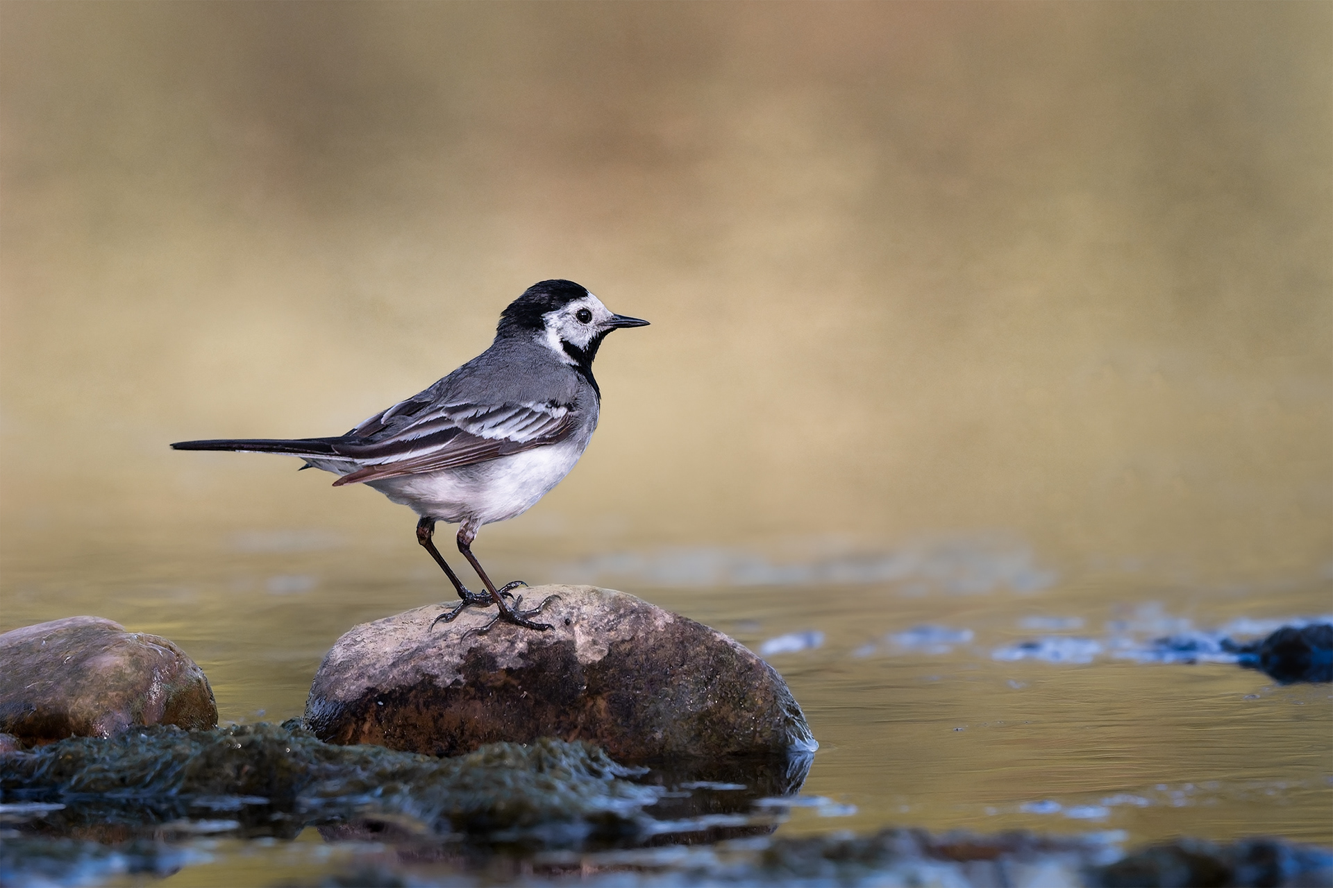 The Tail That Never Stops - White Wagtail Pausing on a Stone at the River's Edge