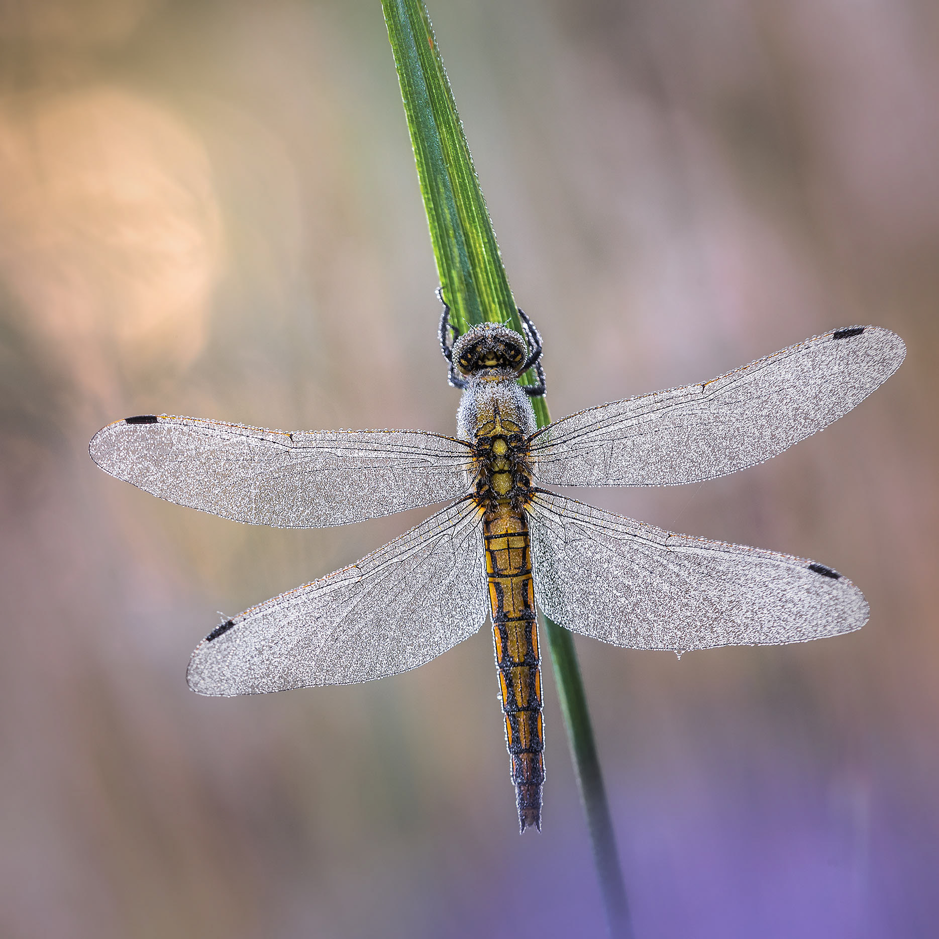 A Thousand Lights on the Wings - Black-tailed Skimmer