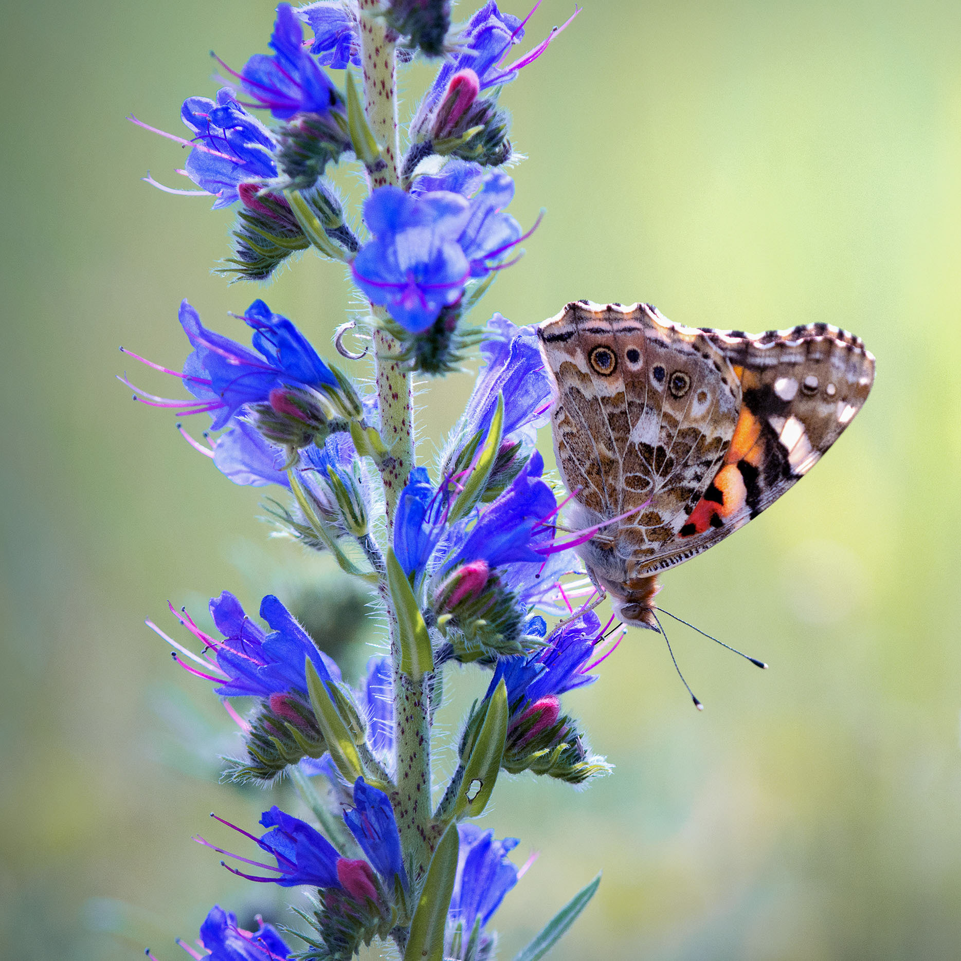 Good Camouflage, Wrong Flower - Painted Lady on Blueweed