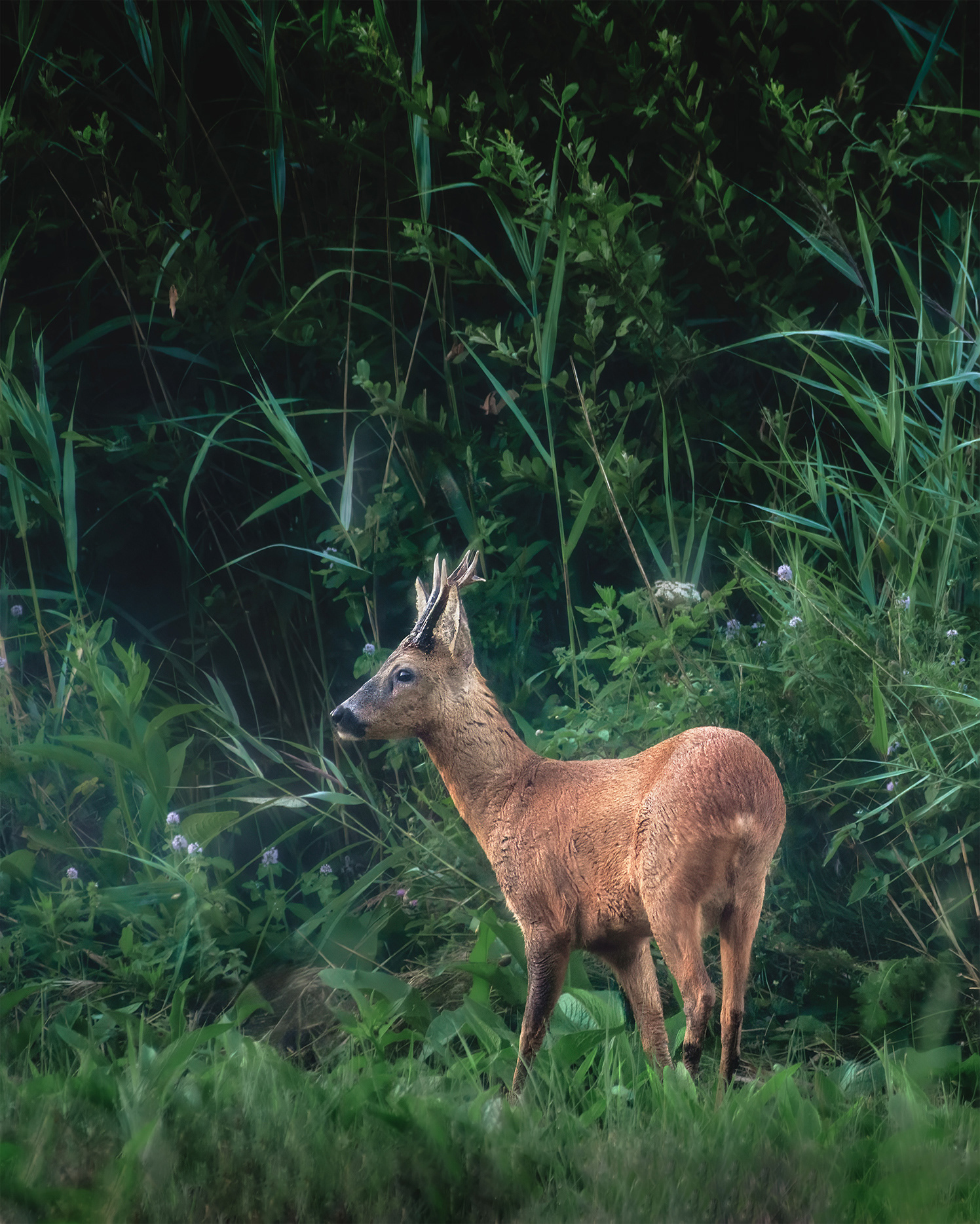 Scenting the Air - A Roe Buck with a Half-damp Coat