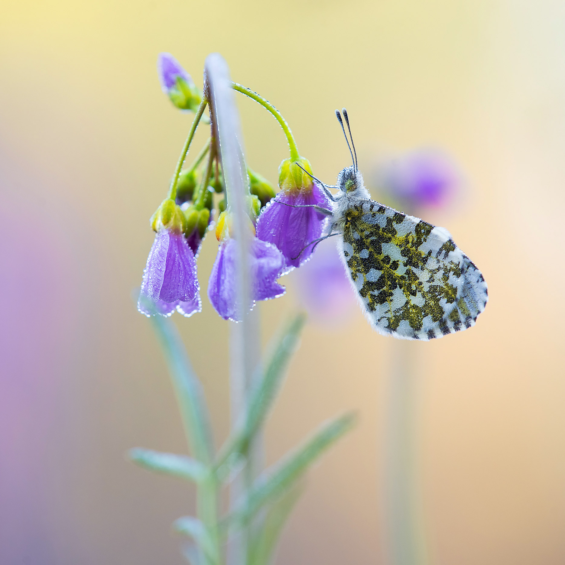 Almost Invisible, Almost Orange - Orange-tip in Profile on Cuckooflower