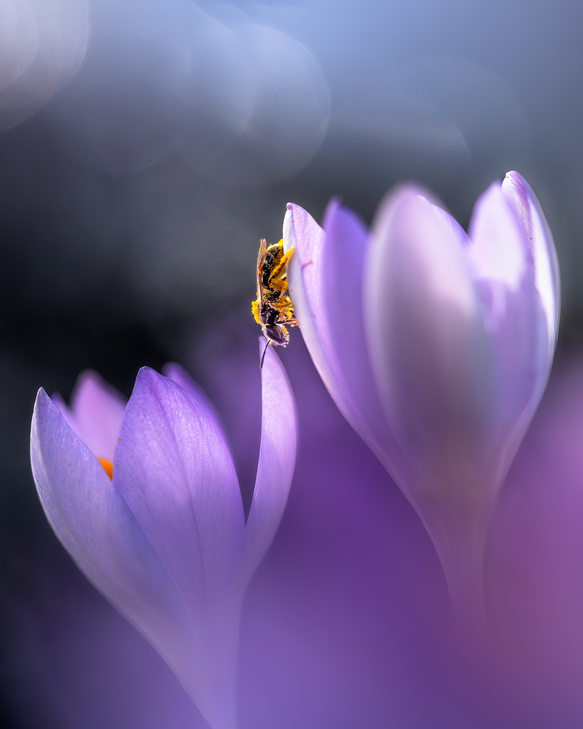 Loaded with Gold — A Sweat Bee, Dusted from Head to Toe with Saffron-yellow Pollen