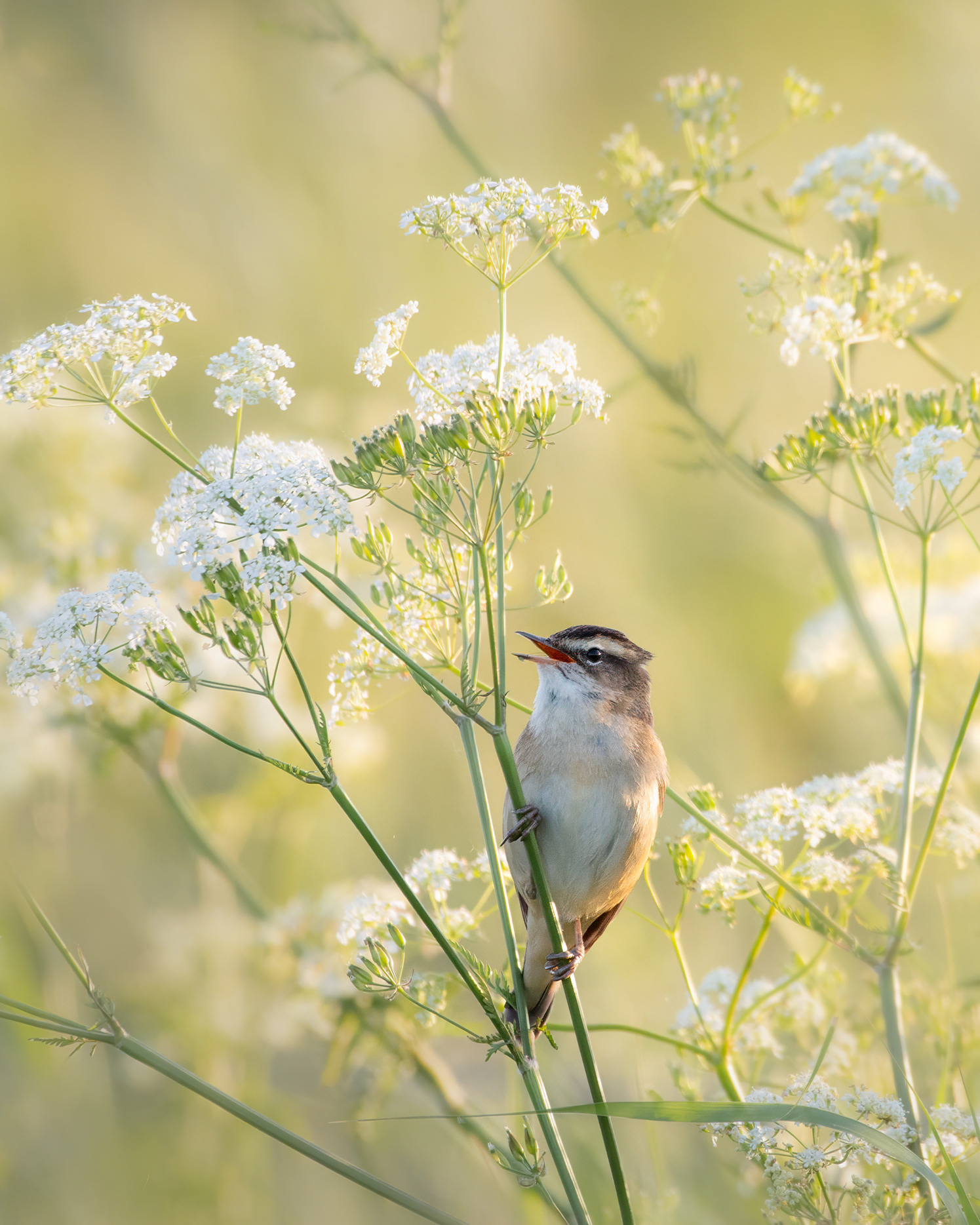 Everything It Has - Sedge Warbler Singing on Cow Parsley Stem