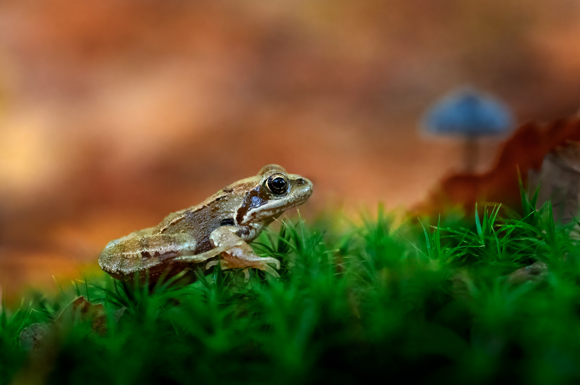 Disturbed - This Common Frog Jumped into the Moss 