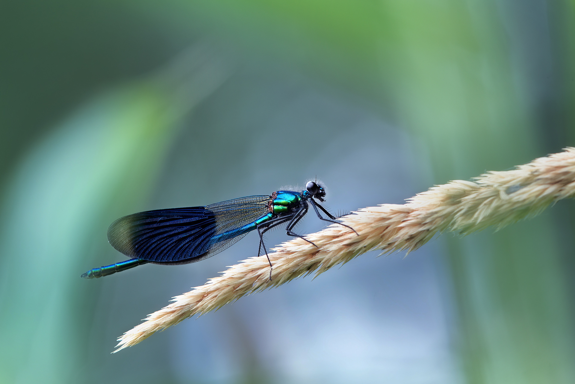 Framed by the Reed It Lives Among - Banded Demoiselle on Grass Stem