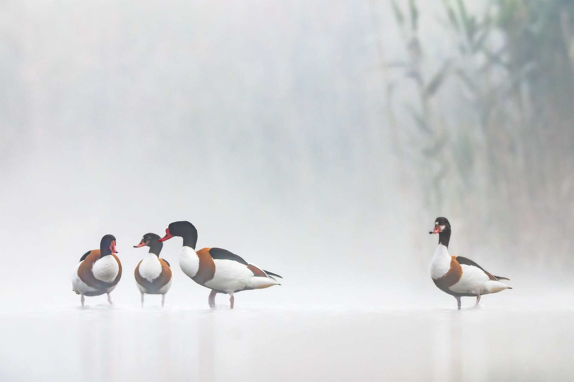 Misty Membership — Group of Shelducks in Shallow Water on a Misty Morning