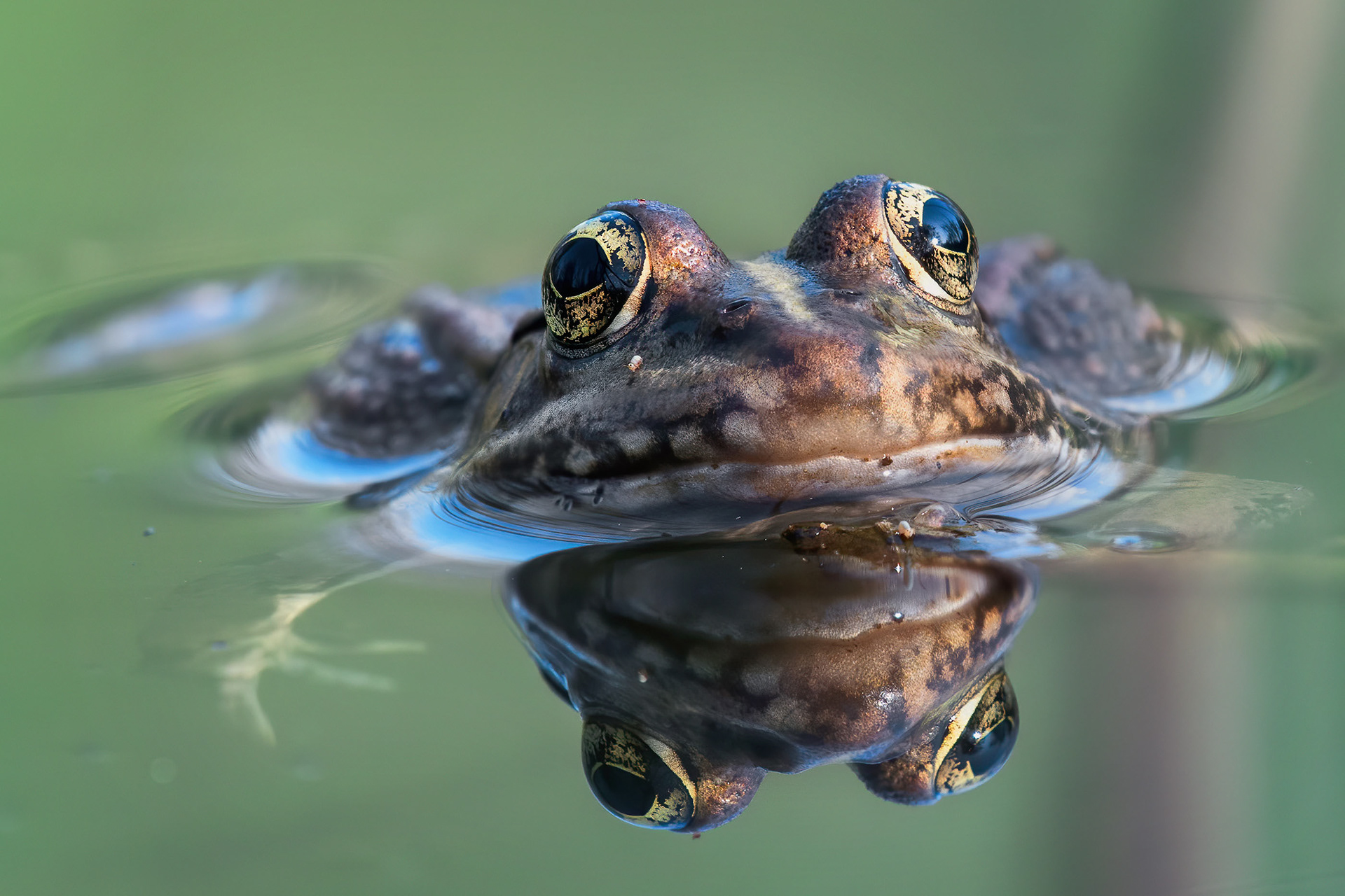 Two Scales of the Same World - Frog at the Waterline with Springtails and Perfect Reflection
