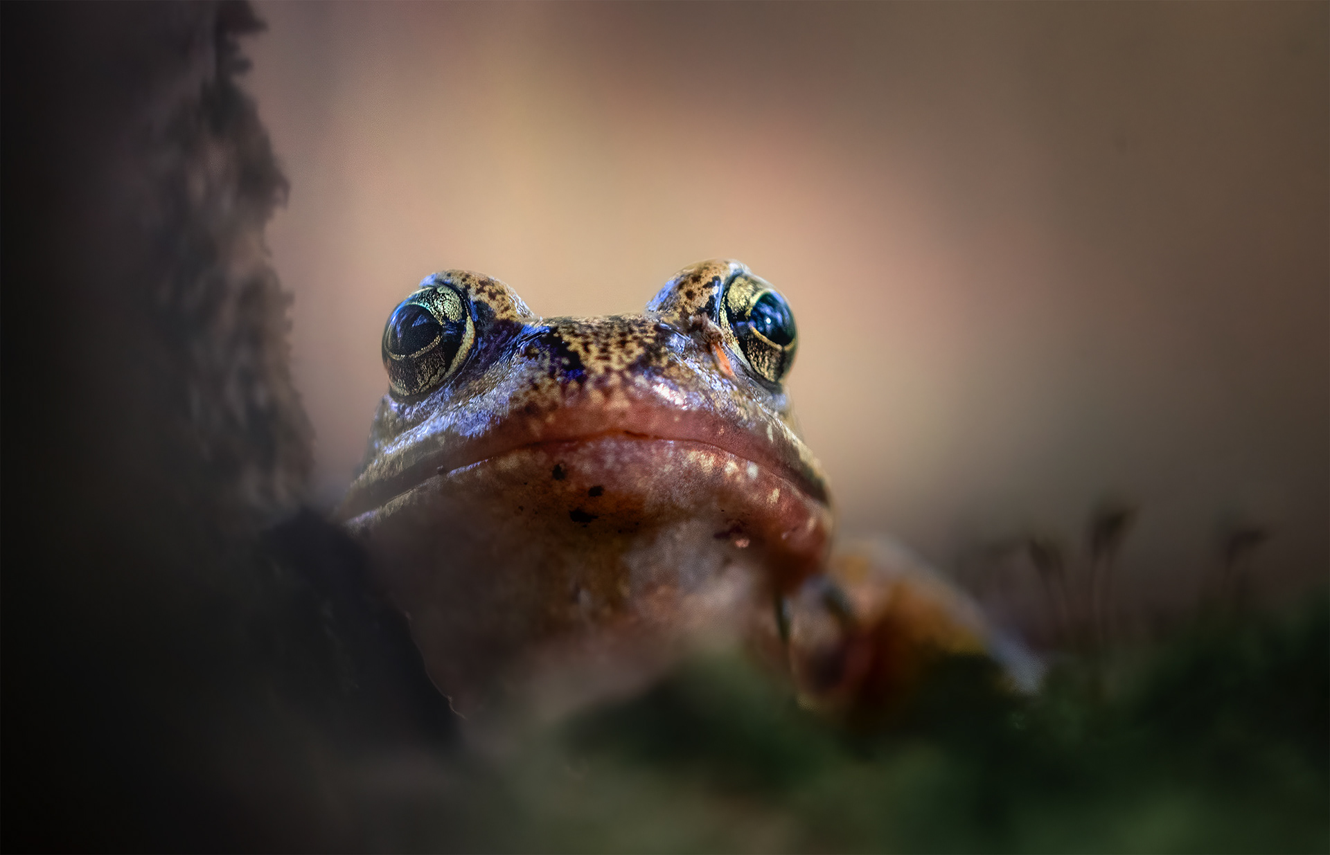 The Oldest Stare - Frog Close-up Looking Directly at the Camera