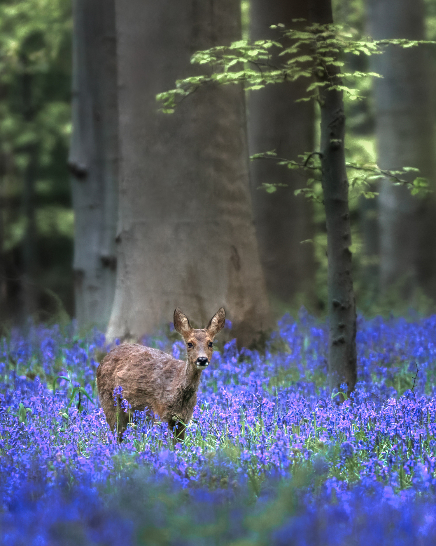 Morning Encounter in a Sea of Blue - A Roe Doe Between a Carpet of Bluebells