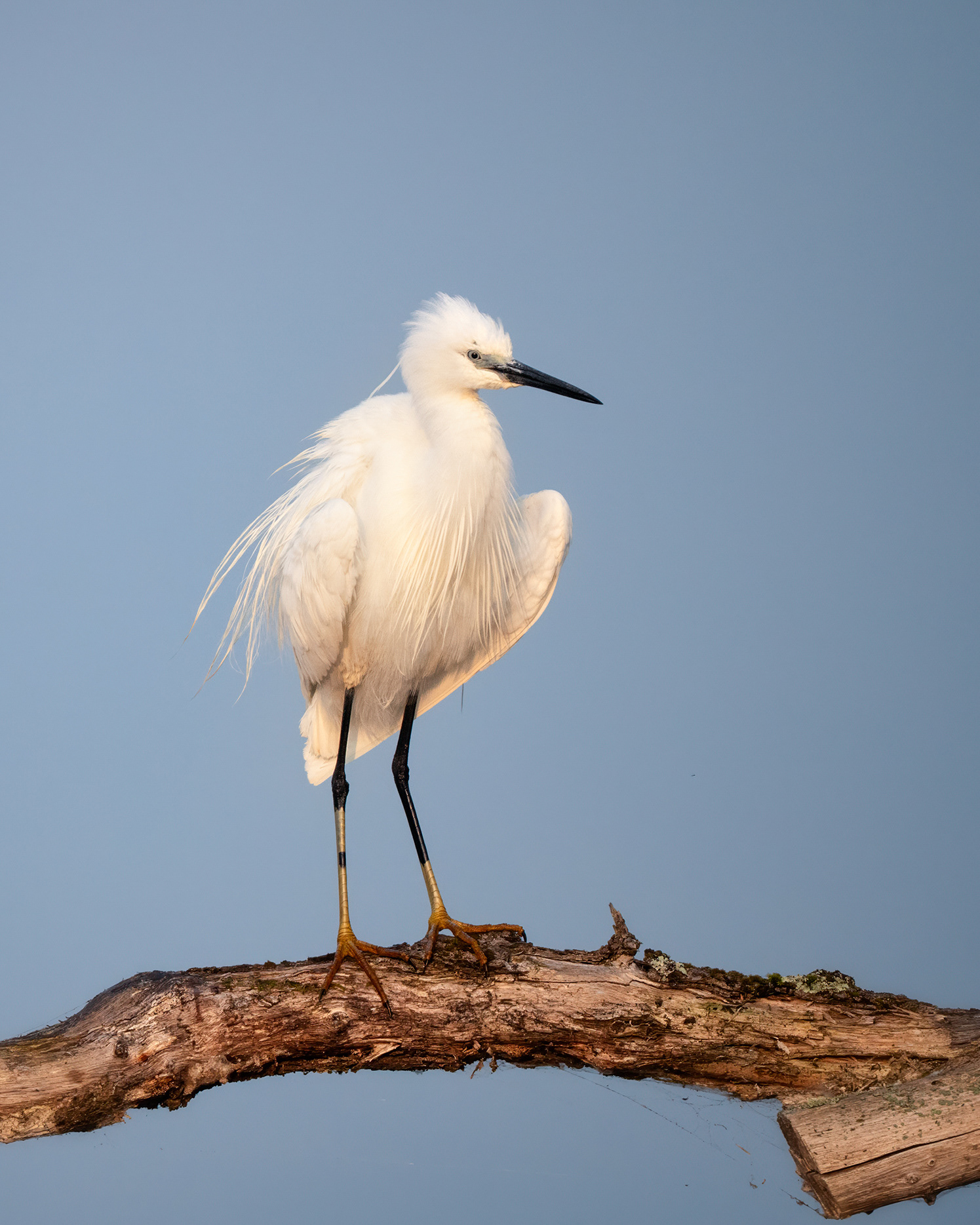 White on Gold - Little Egret in Early Morning Light