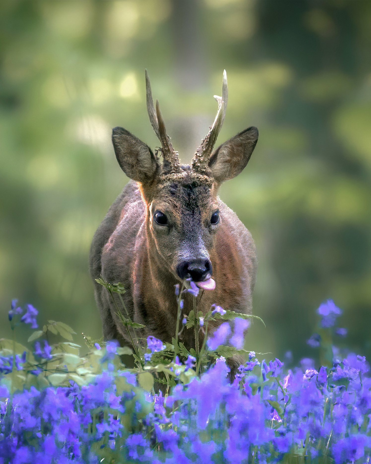 Framed by Bluebells - Roe Buck Grazing with Bluebell Impression in the Foreground