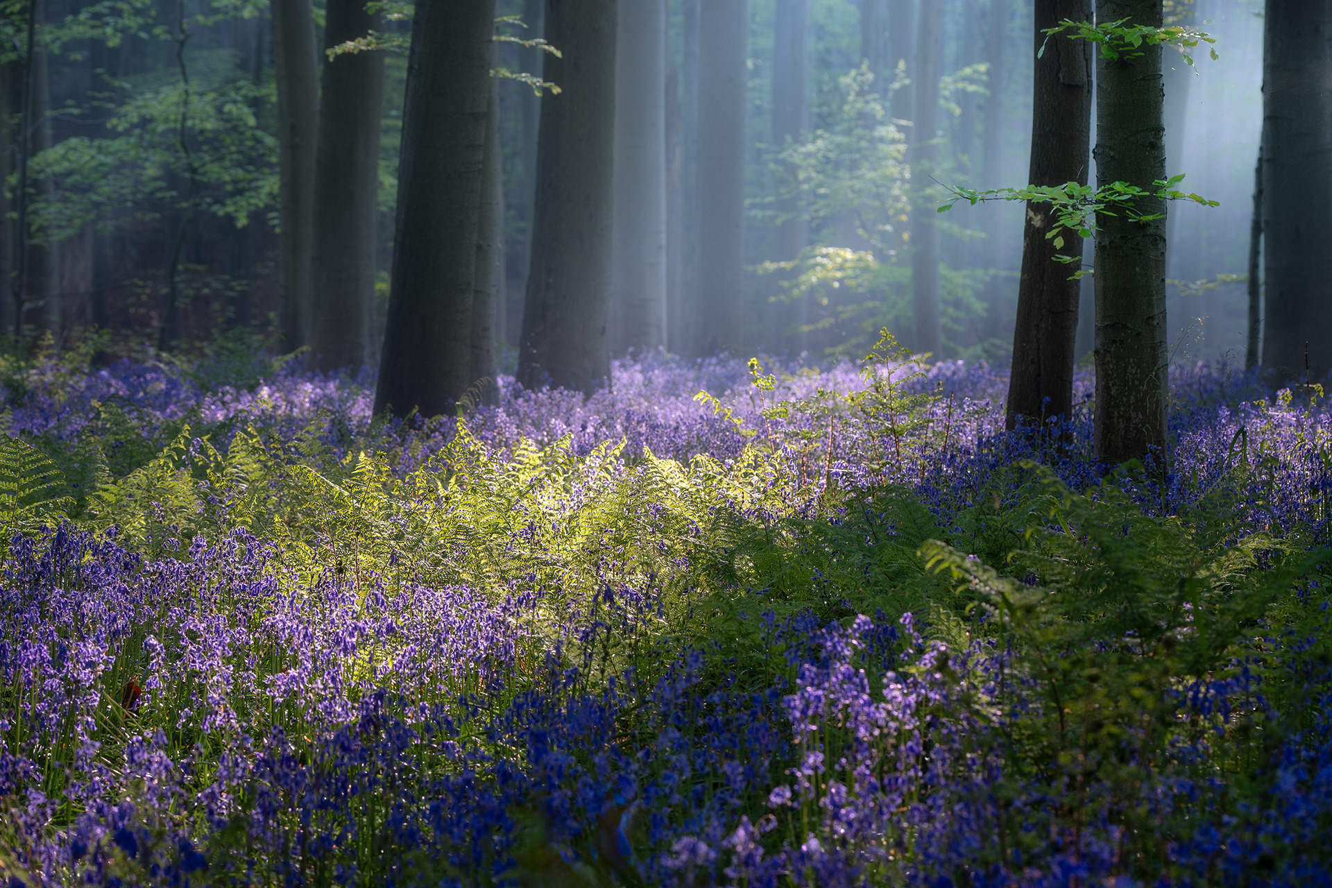 Fairytale Morning - Bluebells and Ferns in Hallerbos