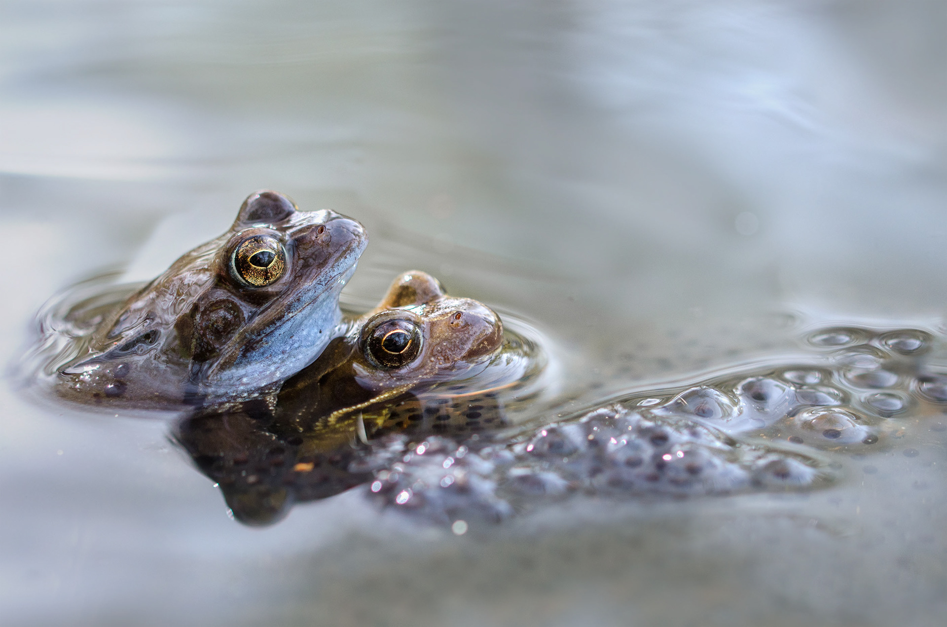 The Season Has Already Begun - Brown Frogs Mating at the Water Surface with Spawn