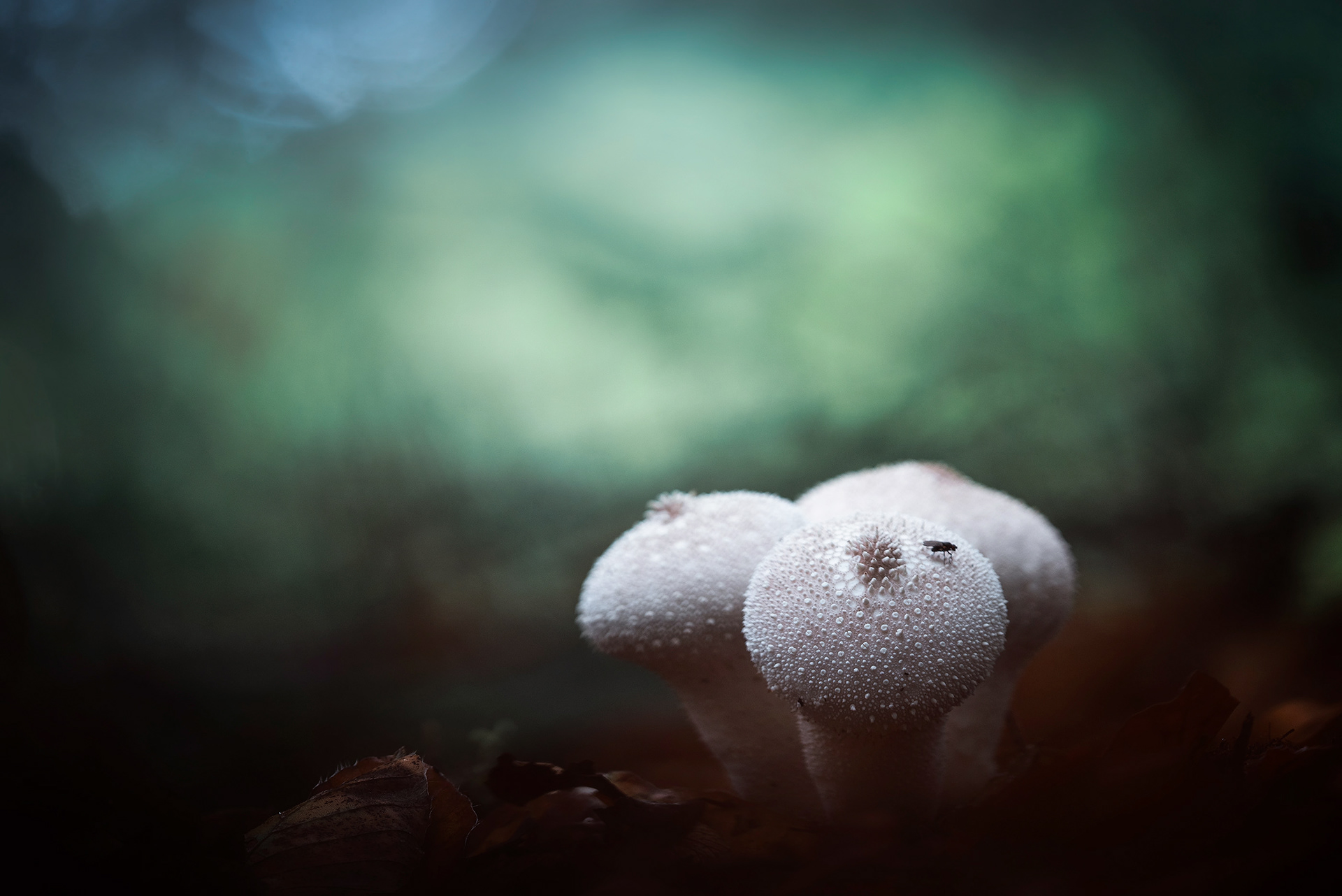 Three White Pearls and a Fly - Common Puffballs with Small Spines, Fly on One