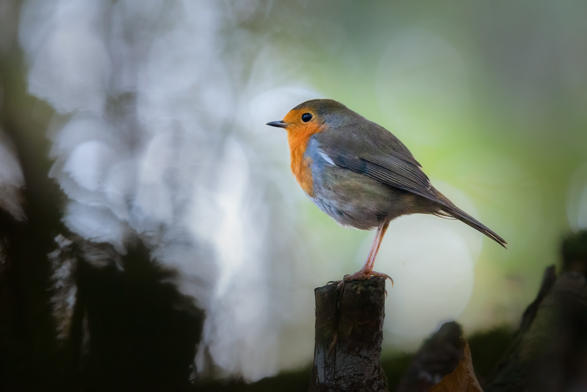 Still, but Not Calm - Robin in Profile on Broken Branch, Autumn Setting