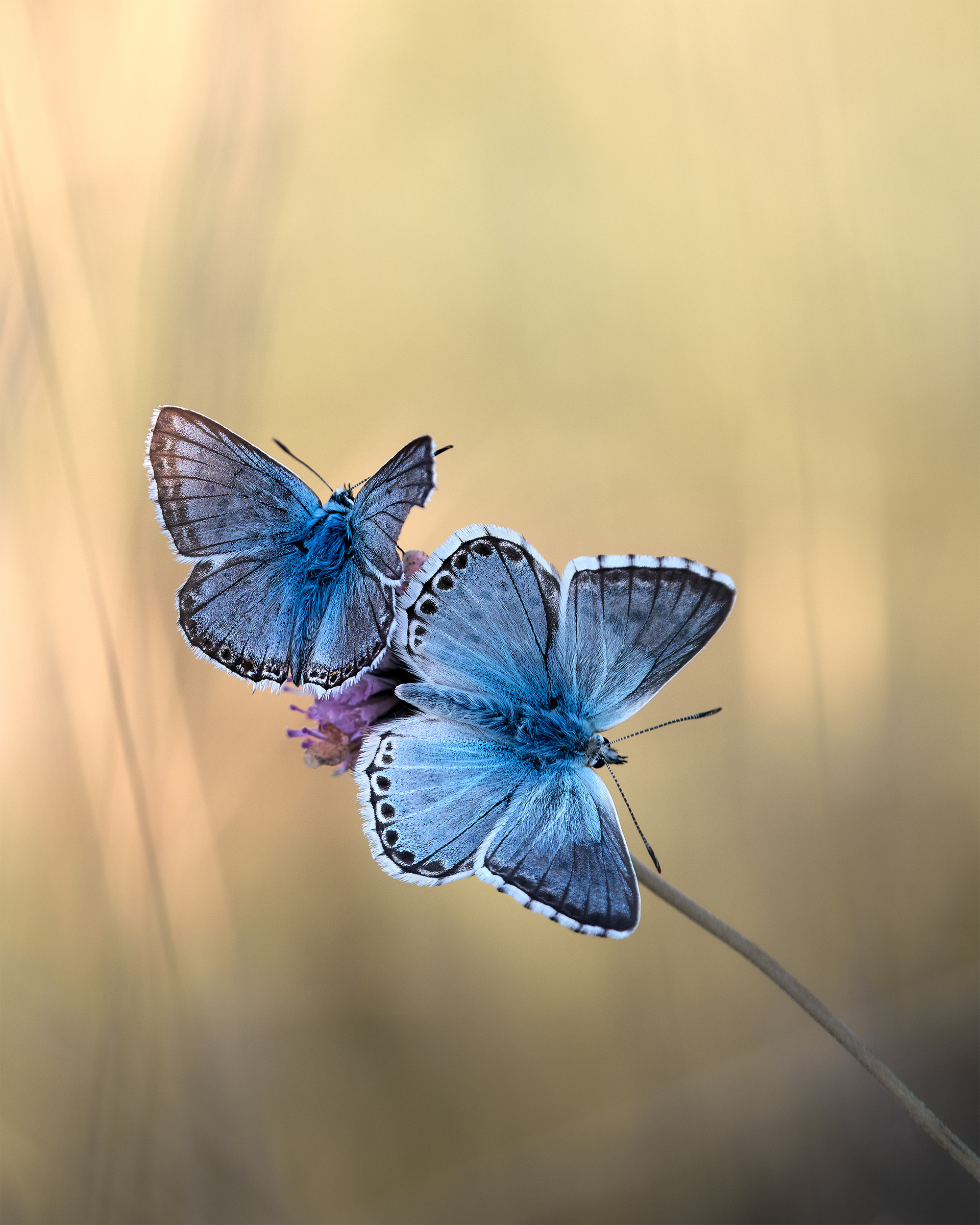Two Blues, One Flower, Different Directions - Chalk-hill Blues on Field Scabious
