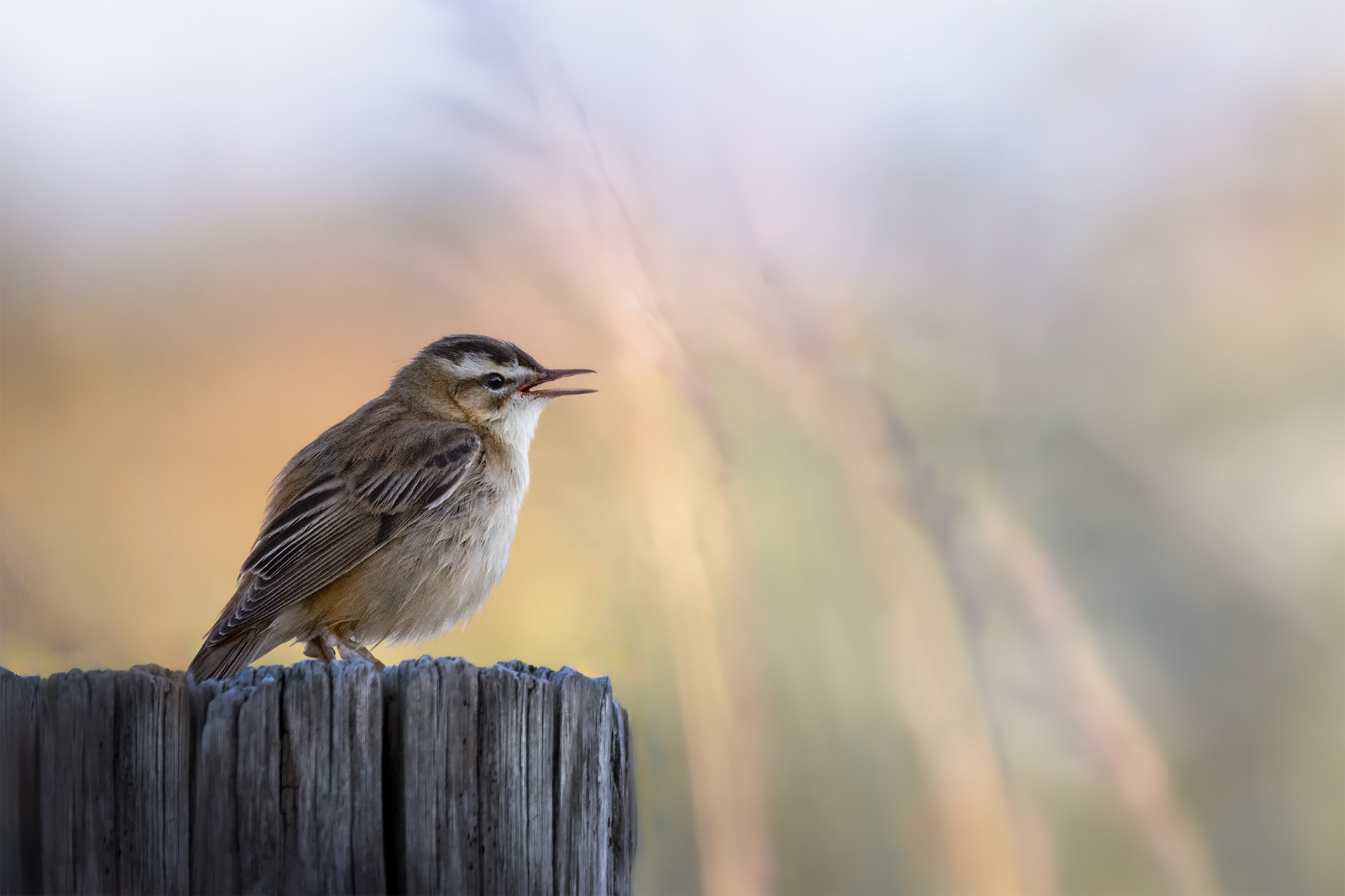 Song Without Complaint - Sedge Warbler Singing from a Wooden Post, Reeds Behind
