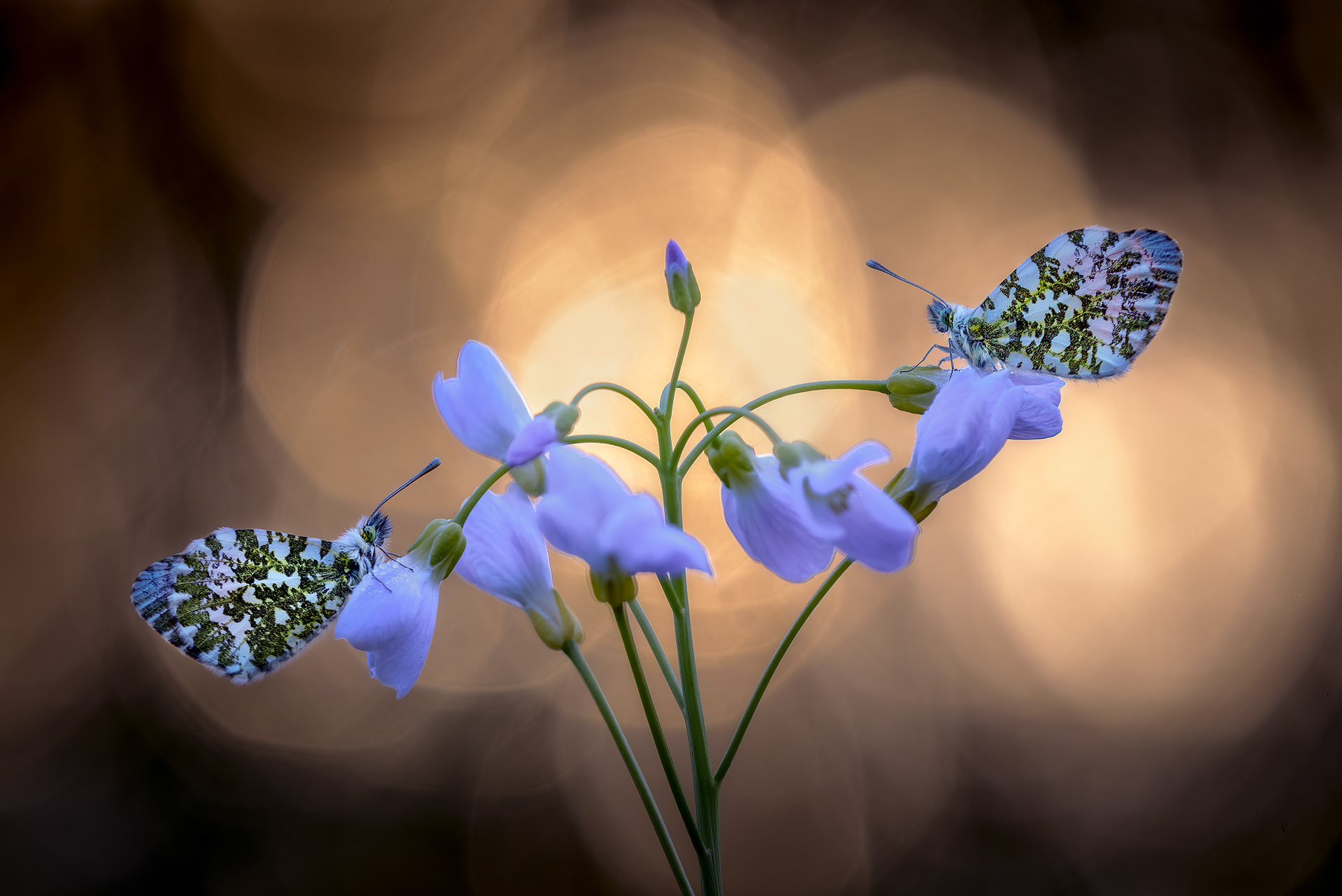 Marble Pattern, Golden Bokeh - Two Orange-tips on Cuckooflower