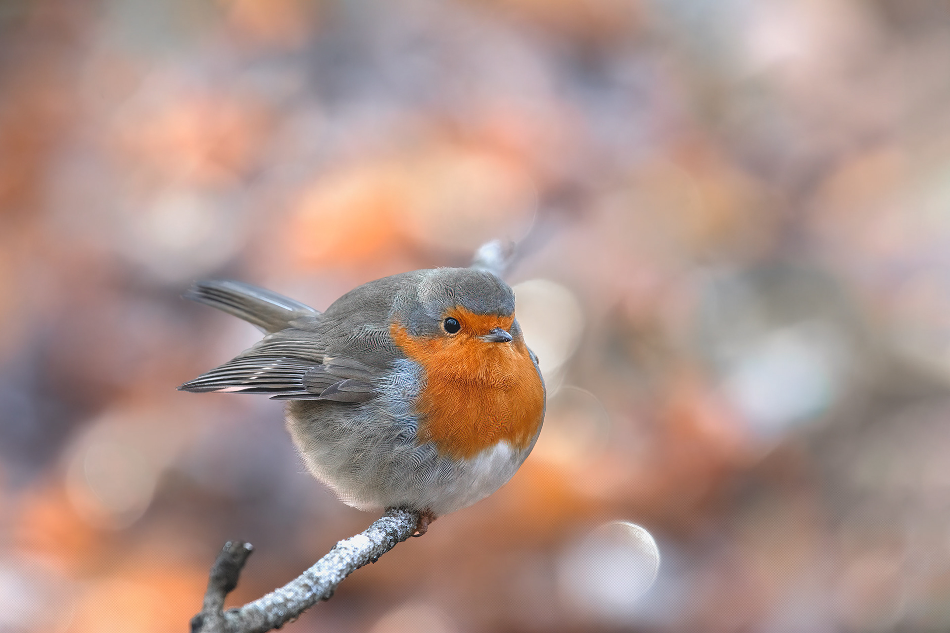 Frost & Feathers - A Robin in its Winter Plumage