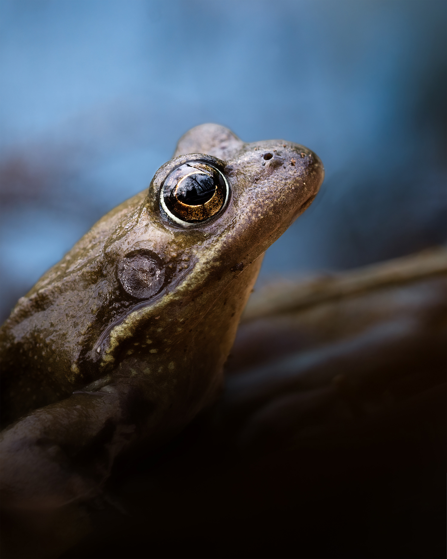 Just Ashore - A Frog Sits Motionless above a Carpet of Fallen Leaves