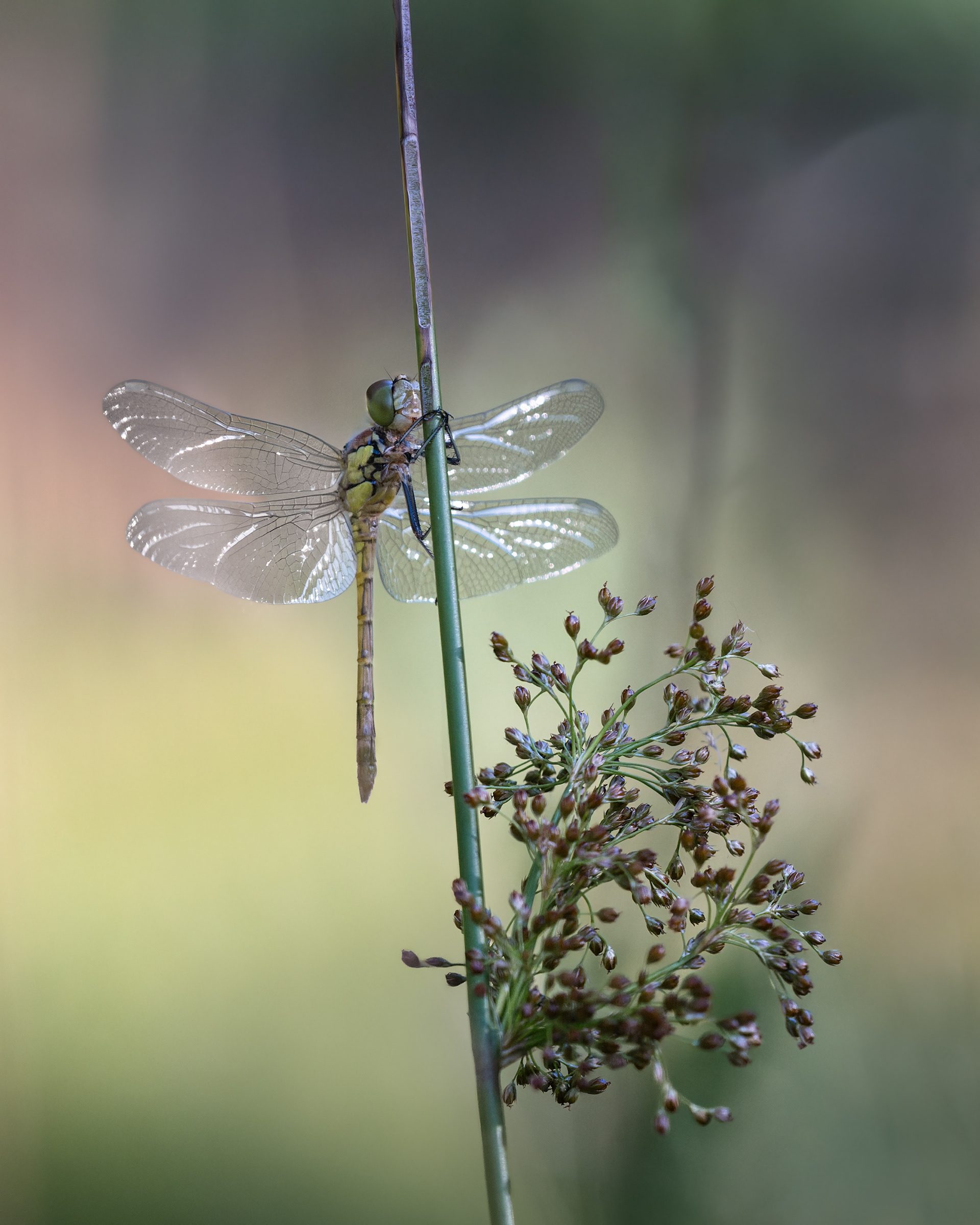 The Edge of a New World - a Ruddy Darter, Fresh from its transformation