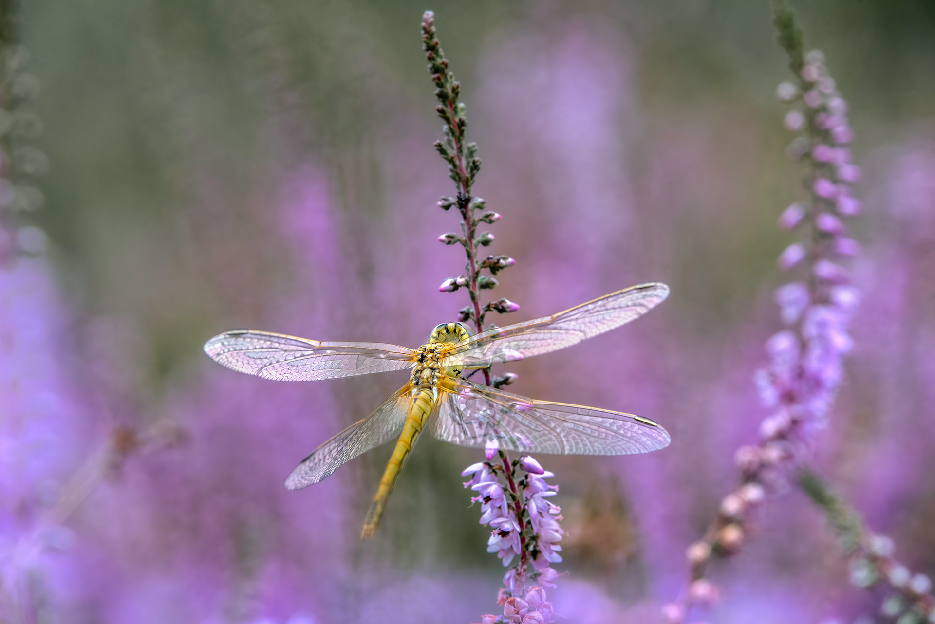 A New Start - Yellow-winged Darter among Heather