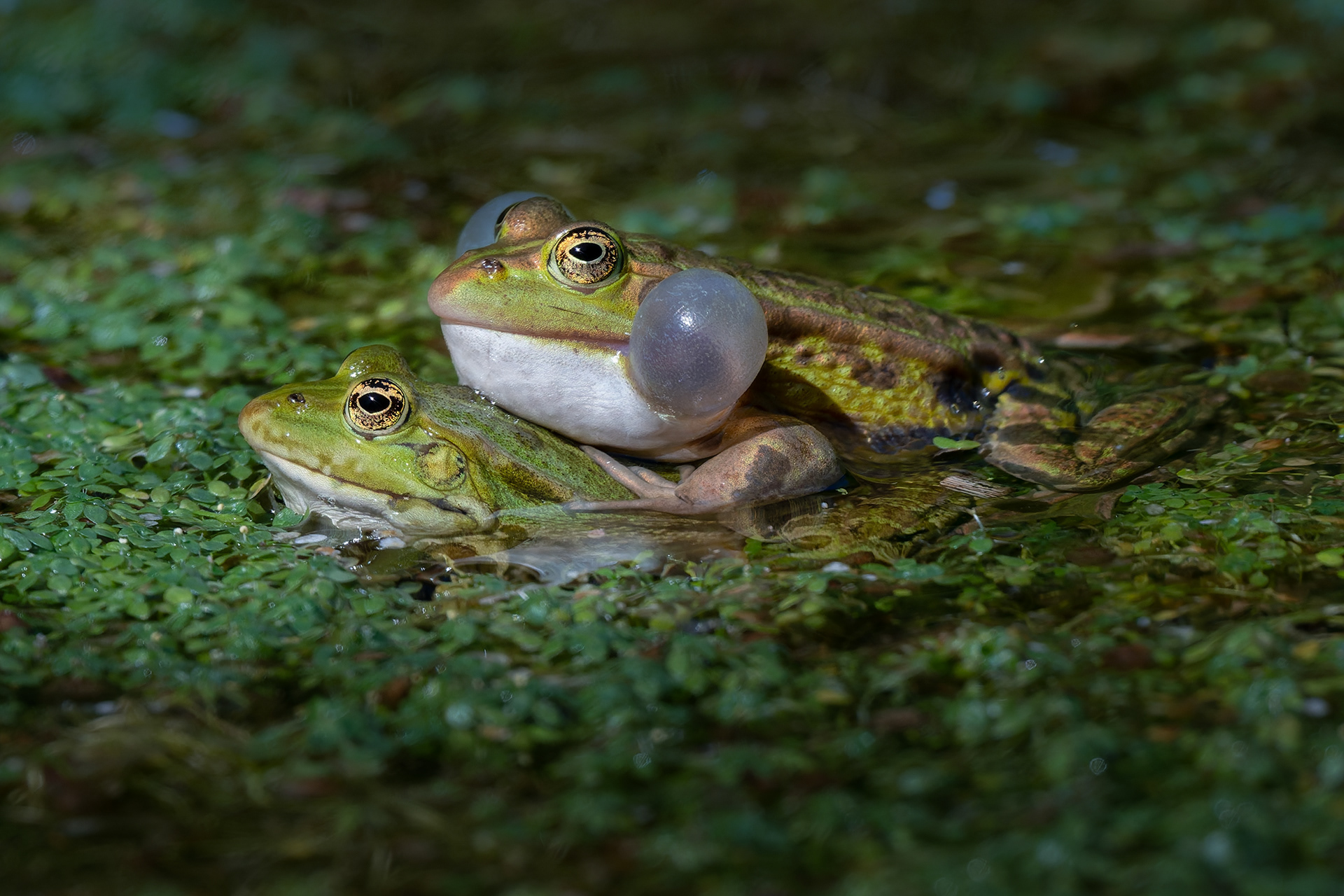 Pond Duet: Green Frogs Amid a Carpet of Duckweed