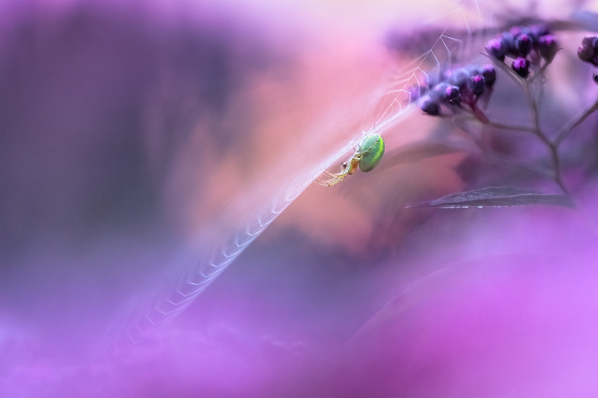 Suspended in Colour _ The Cucumber Green Spider Against a Background of Purple Bokeh 