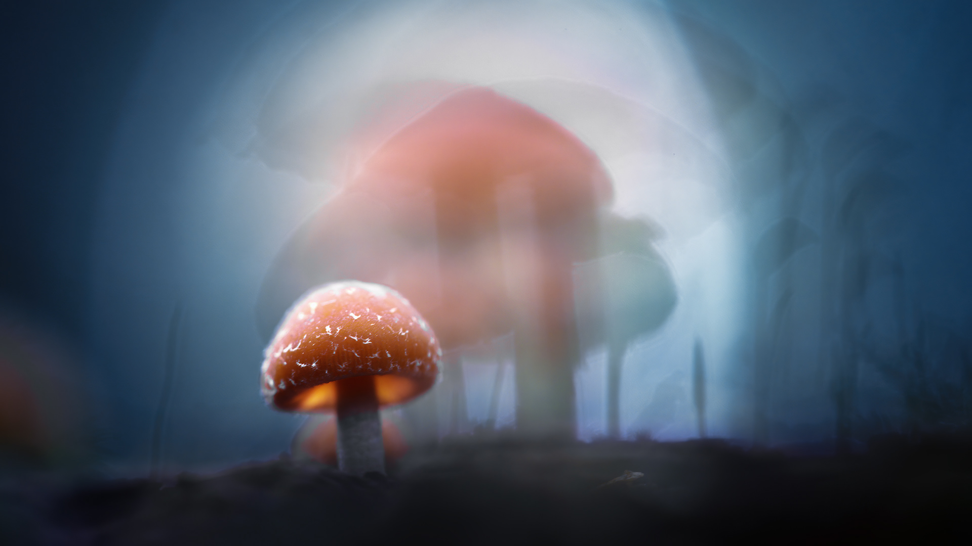 The Smallest One in the Spotlight - Tiny Orange Fungi Backlit, Adults in Bokeh Behind