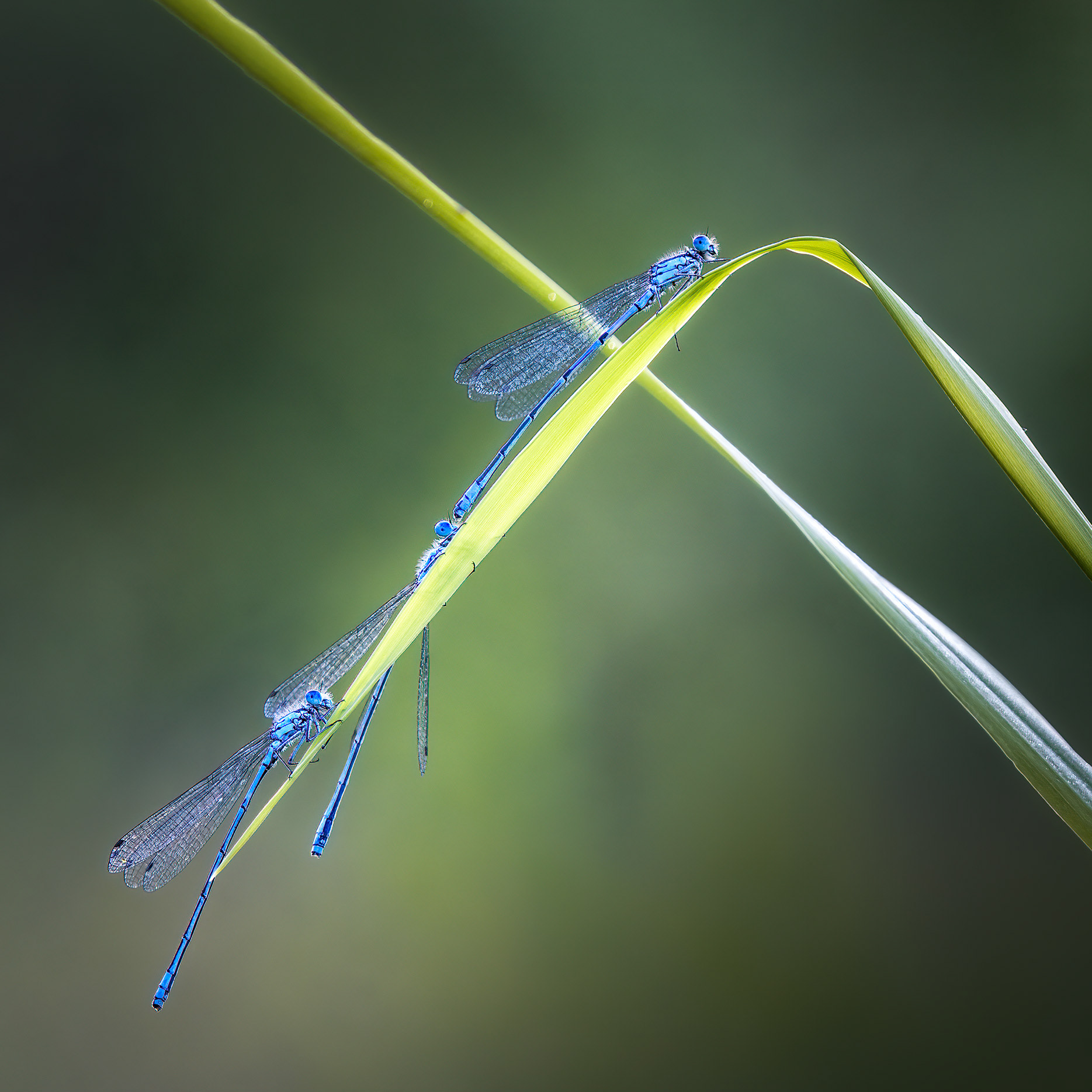 Three on One Leaf - Three Azure Damselflies 