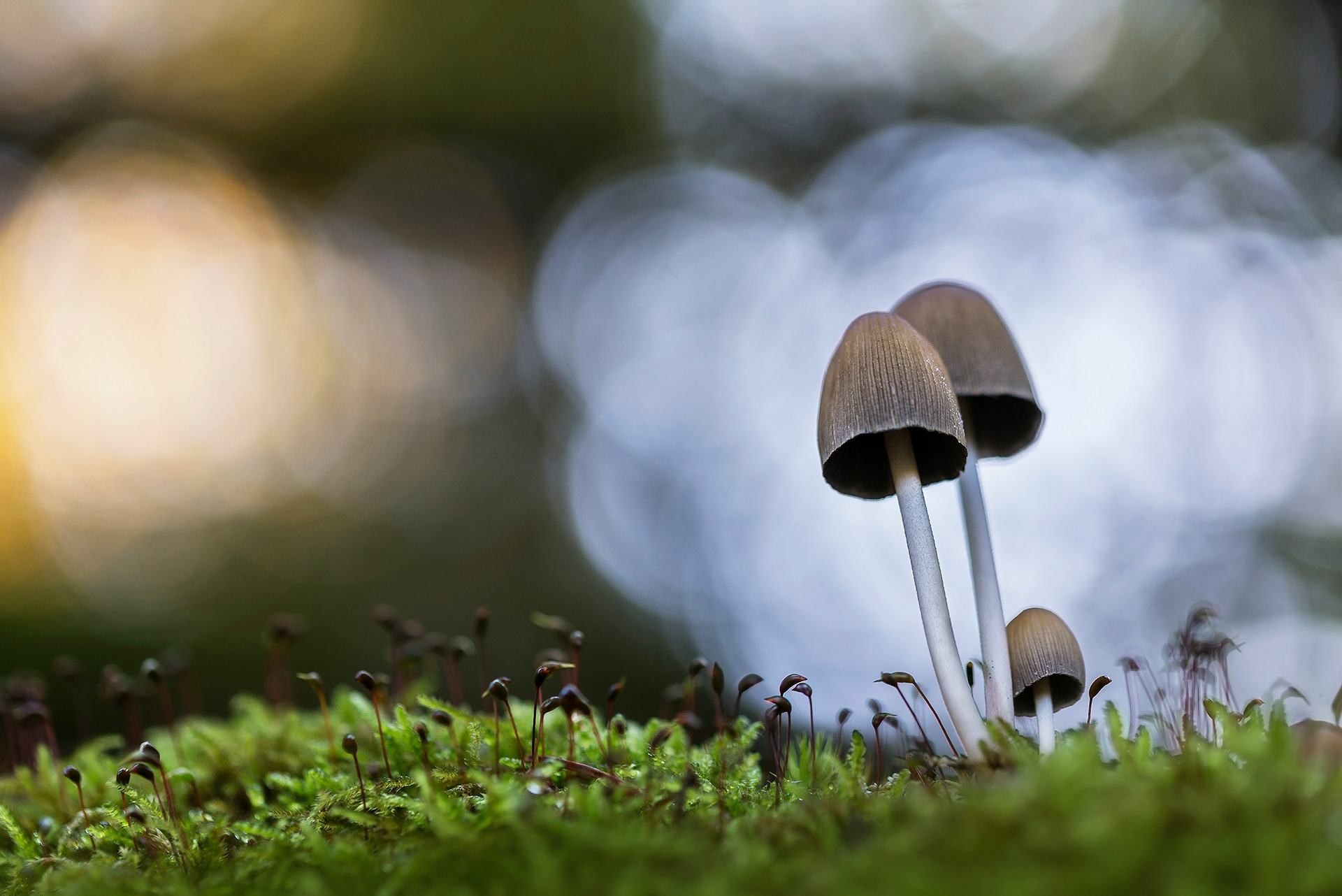 Ochre Caps with a Shimmer the Moss Cannot Match - Glistening Inkcaps Above Moss