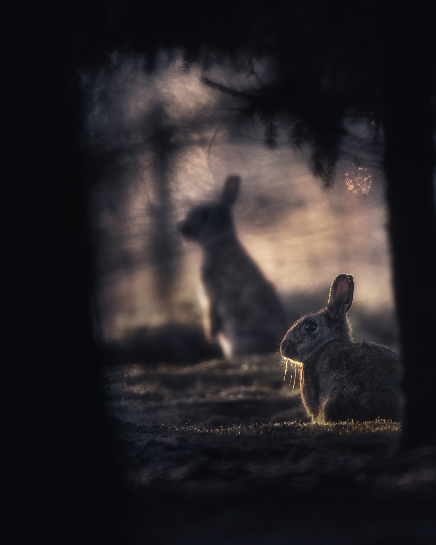 They Noticed You First - Two Rabbits Alert at the Forest Edge at Dawn