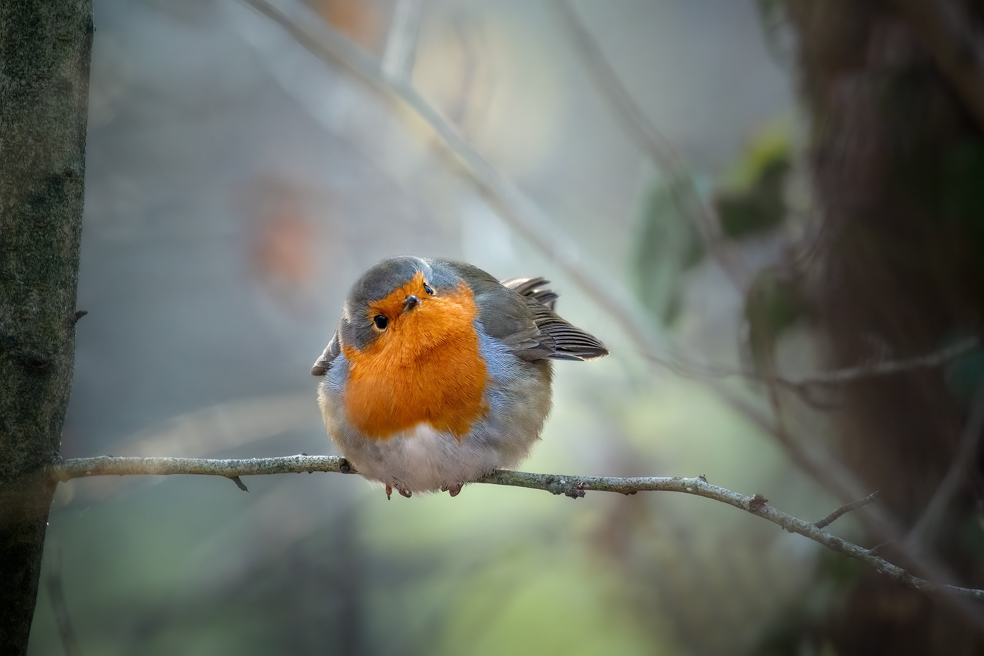 The Tilted Head That Sees Everything - Robin with Head Tilted