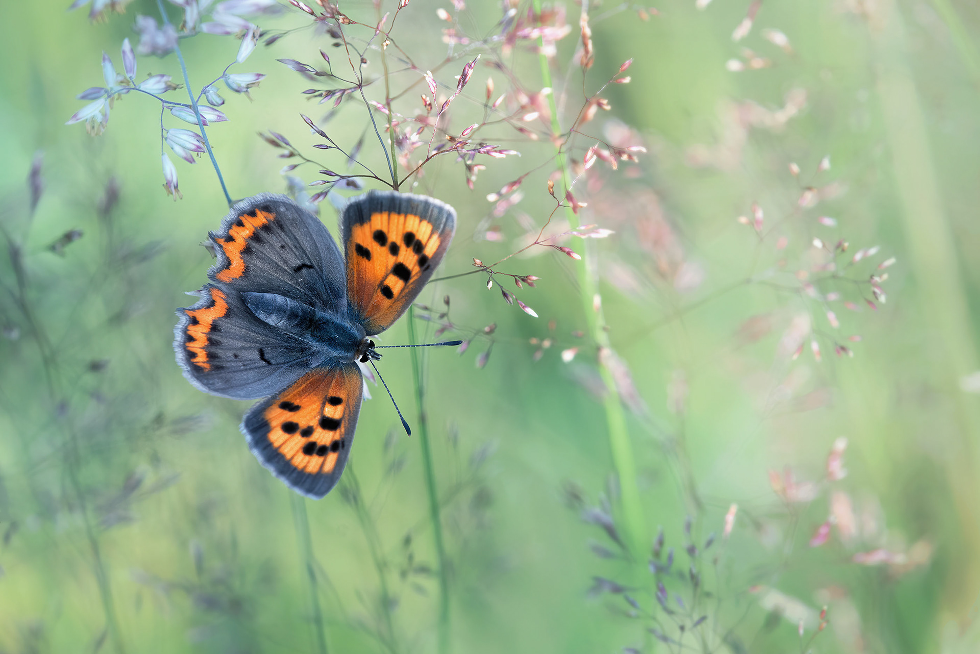 Angled Wings in Fresh Green Bokeh - A Small Copper