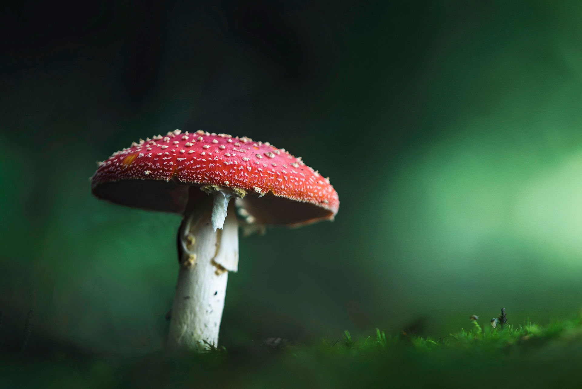 The Mushroom That Needs No Introduction - Fly Agaric, Forest Edge