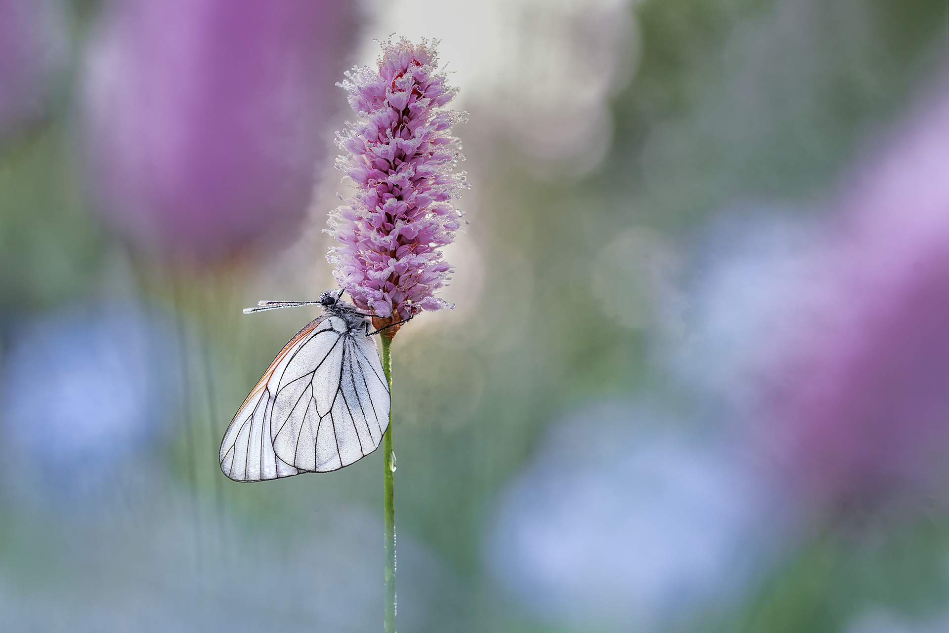 White Among Pastels - Black-veined White on Bistort with Dew