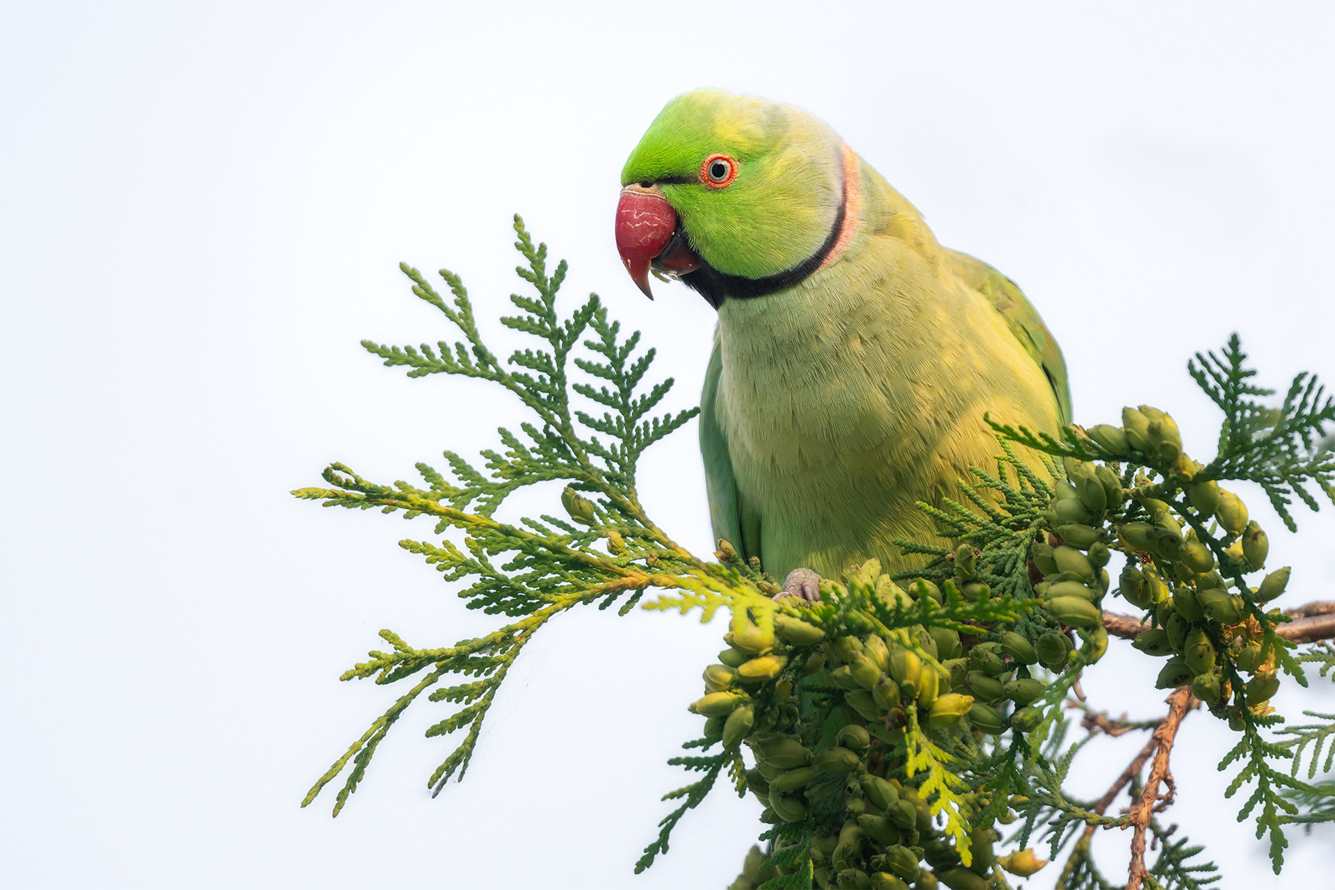 The Collar That Took Years to Earn - Rose-ringed Parakeet
