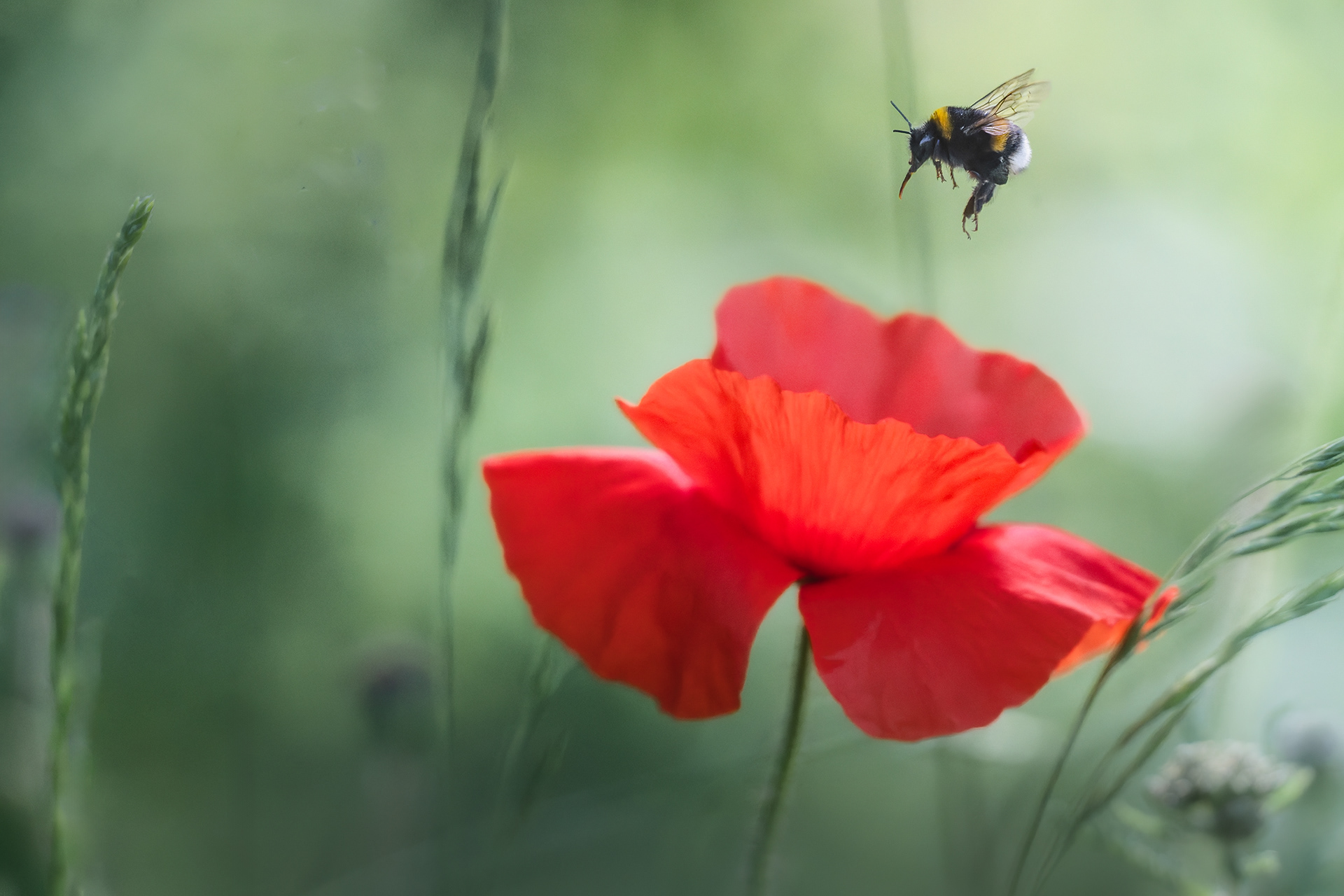 Cleared for Landing — Buff-tailed Bumblebee Approaching Open Poppy