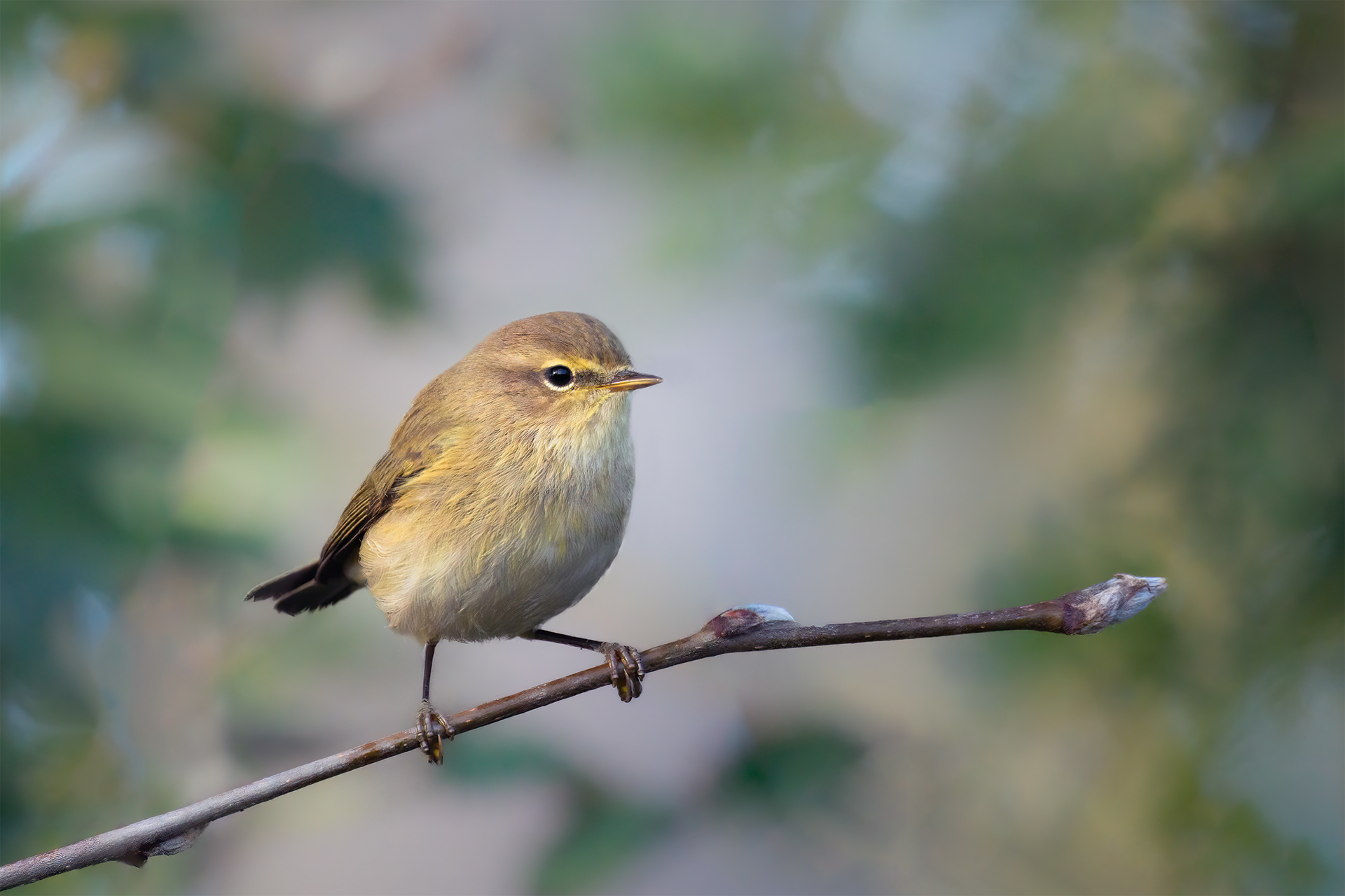 Still for a Second - Chiffchaff on a Twig, Dark Legs and Pale Supercilium