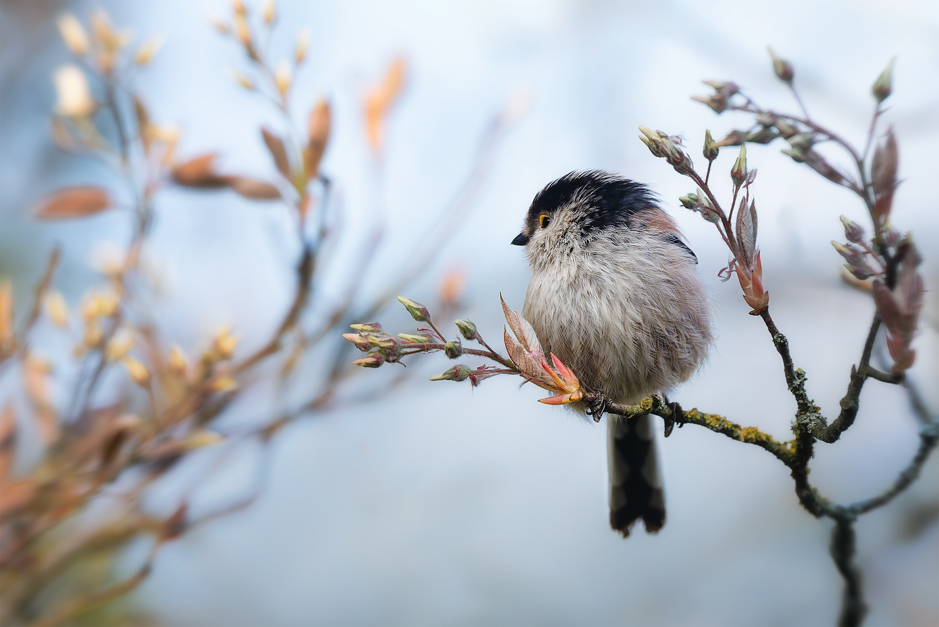 Fluffy Ball of Spring - A Delightful Long-tailed Tit Perches on a Twig 