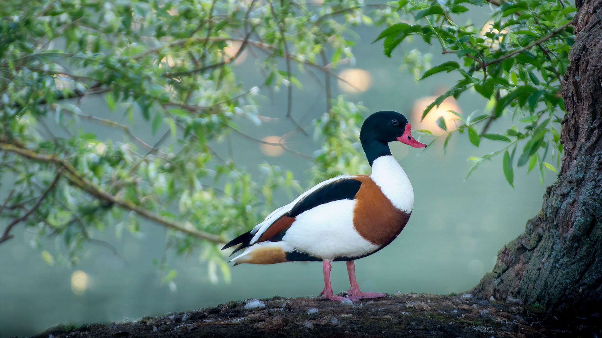 Standing Order — Male Common Shelduck on a Fallen Log in the Lake