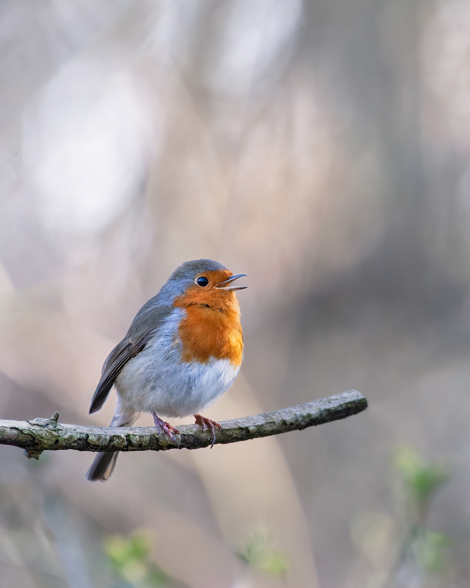 Singing in the Winter - Robin on a branch